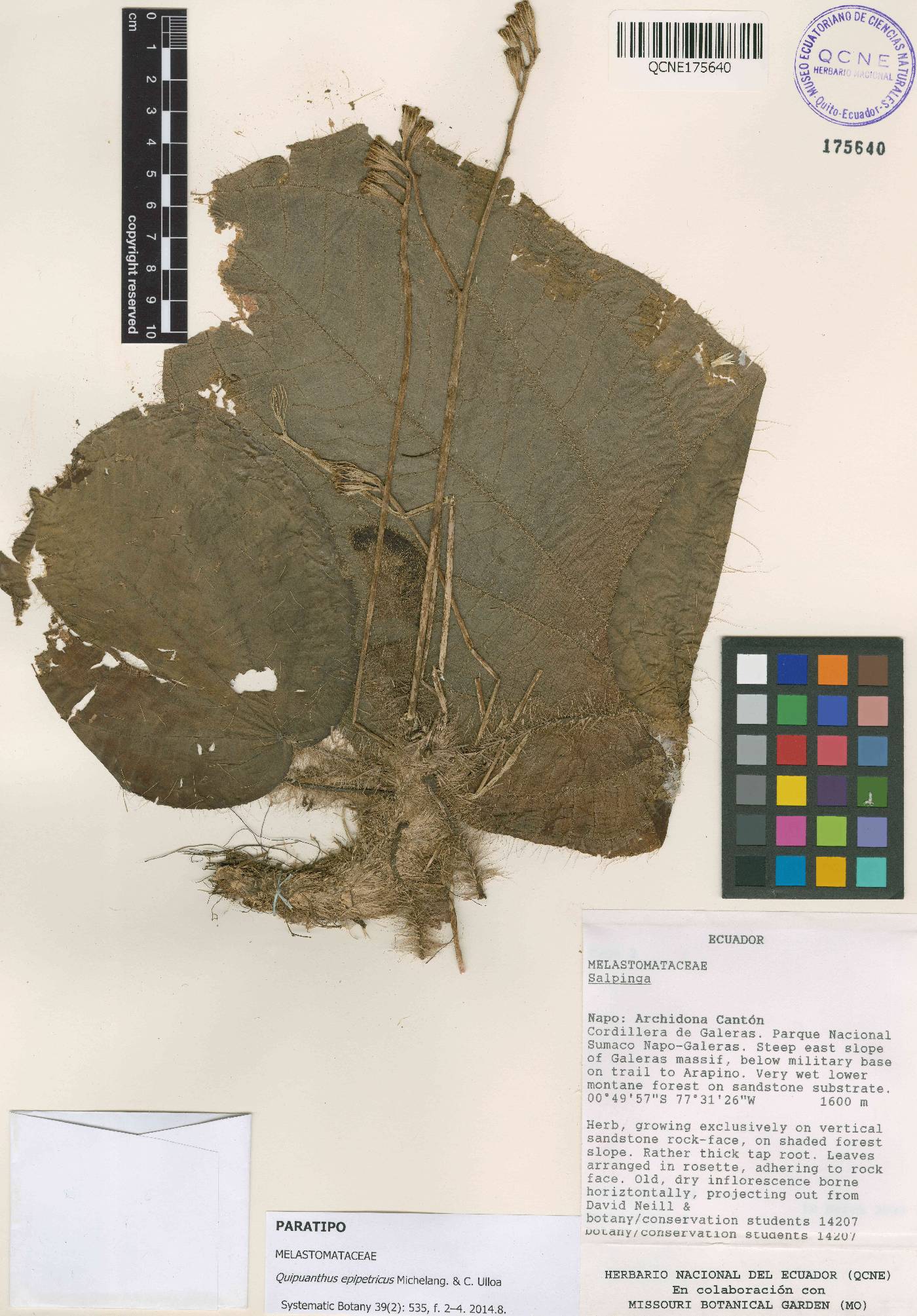 Quipuanthus epipetricus image