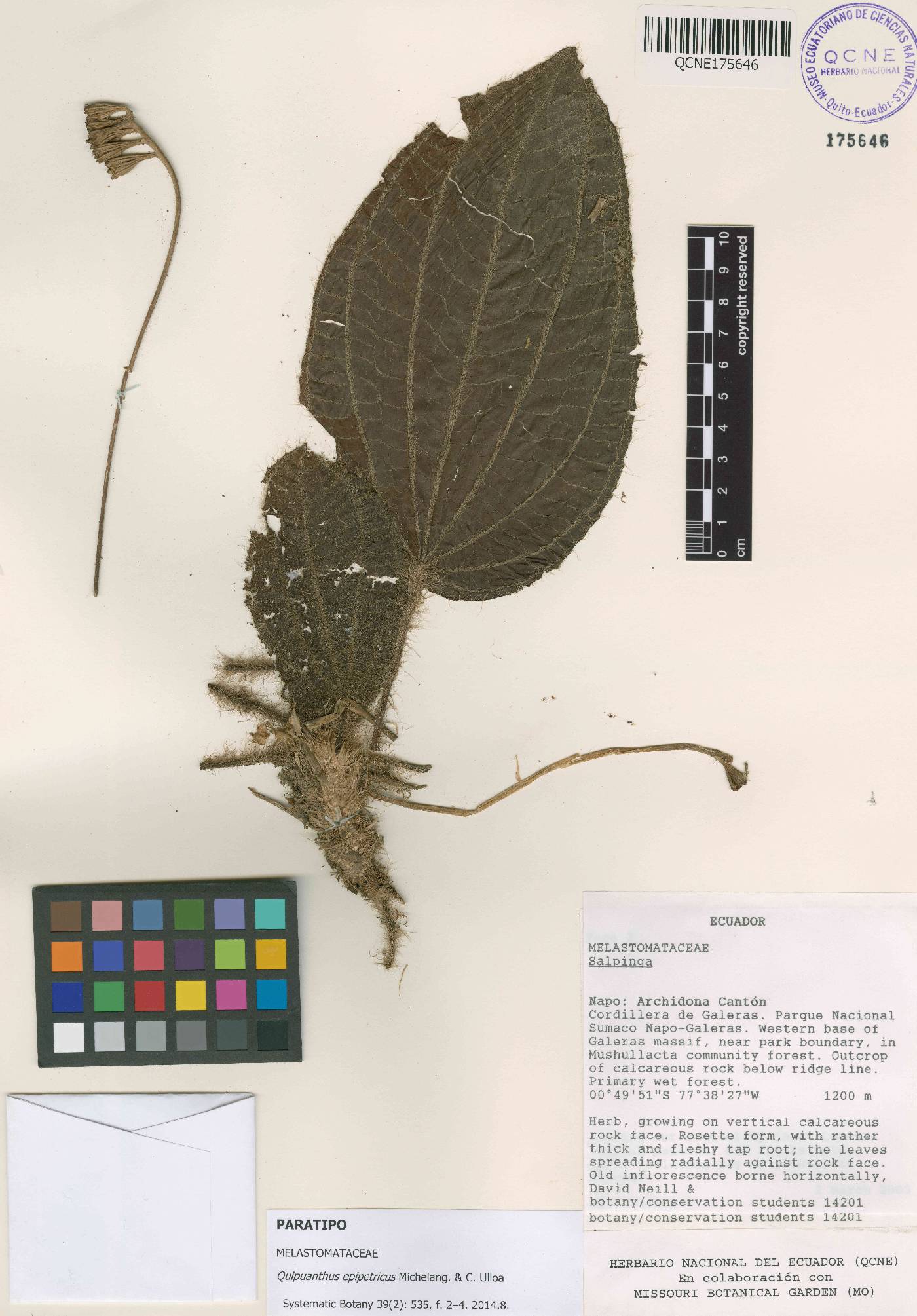 Quipuanthus epipetricus image