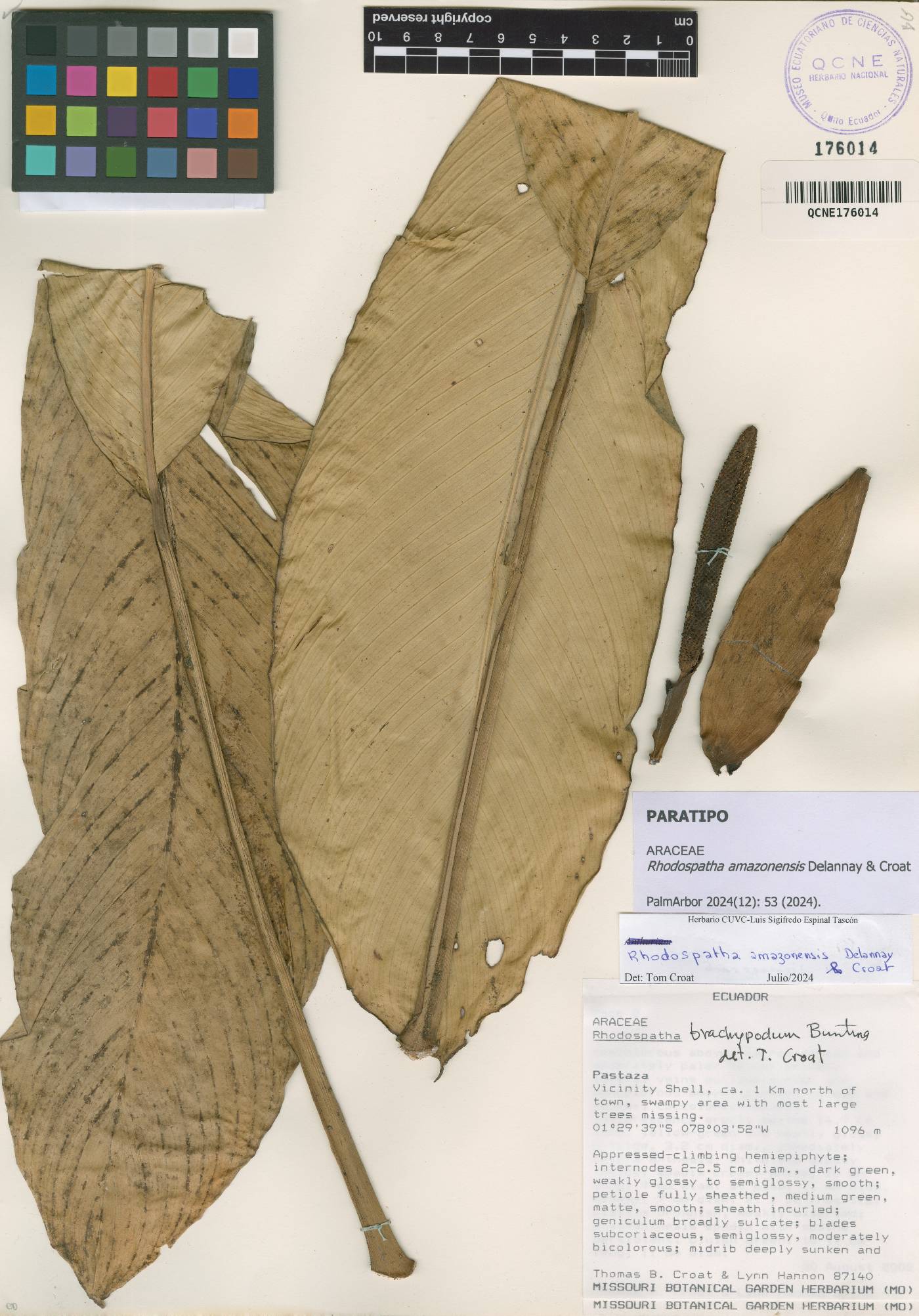 Rhodospatha amazonensis image