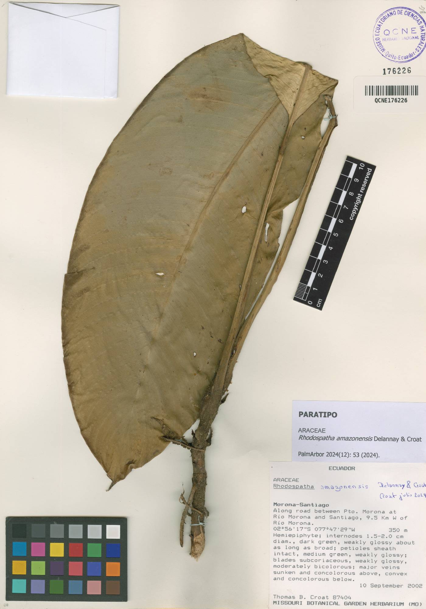 Rhodospatha image