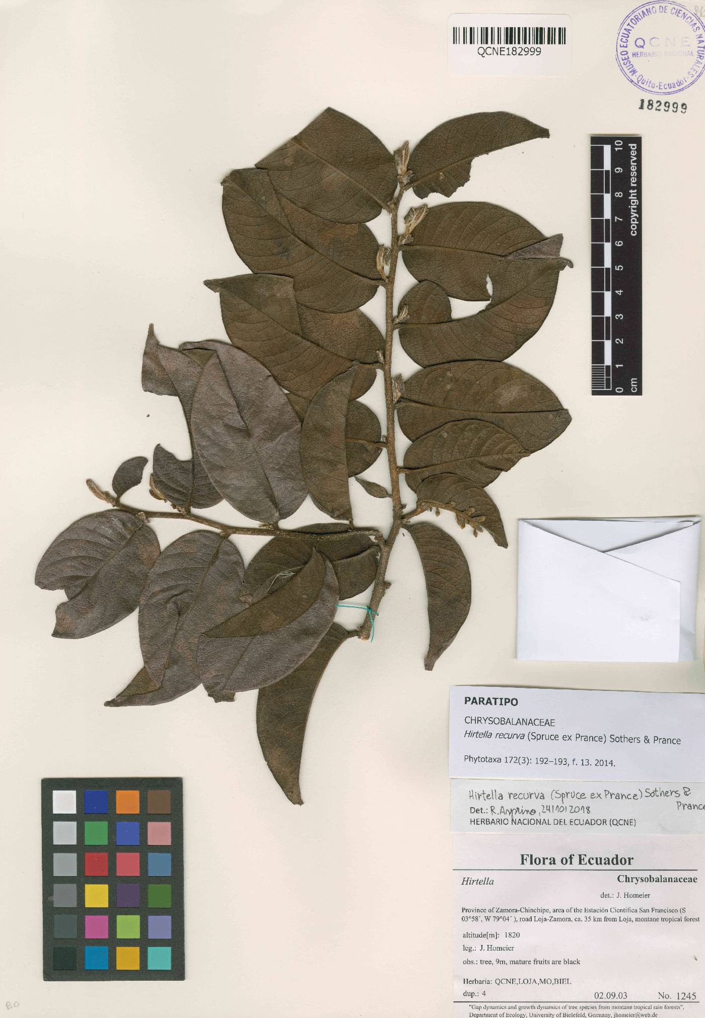 Hirtella recurva image