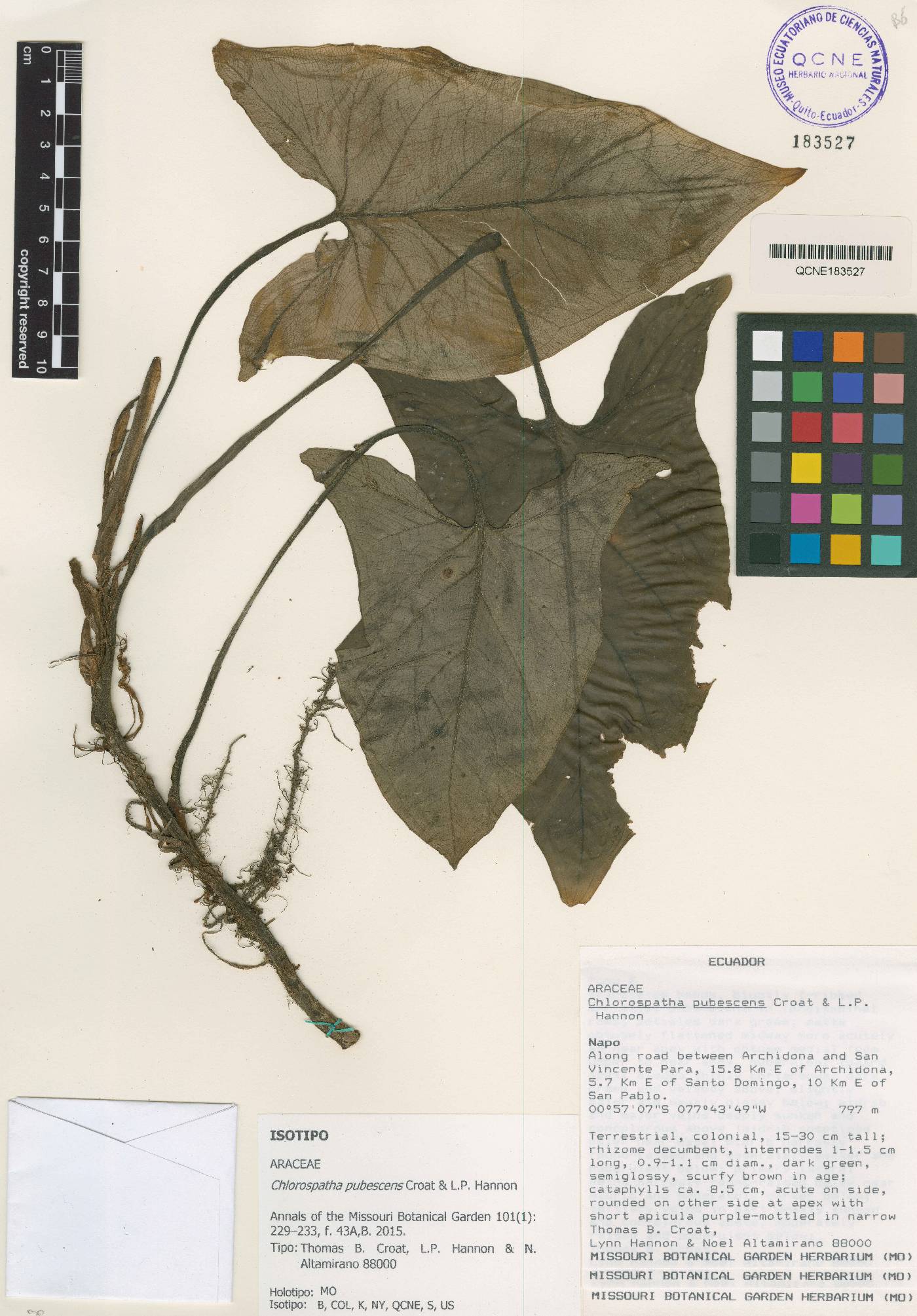 Chlorospatha pubescens image