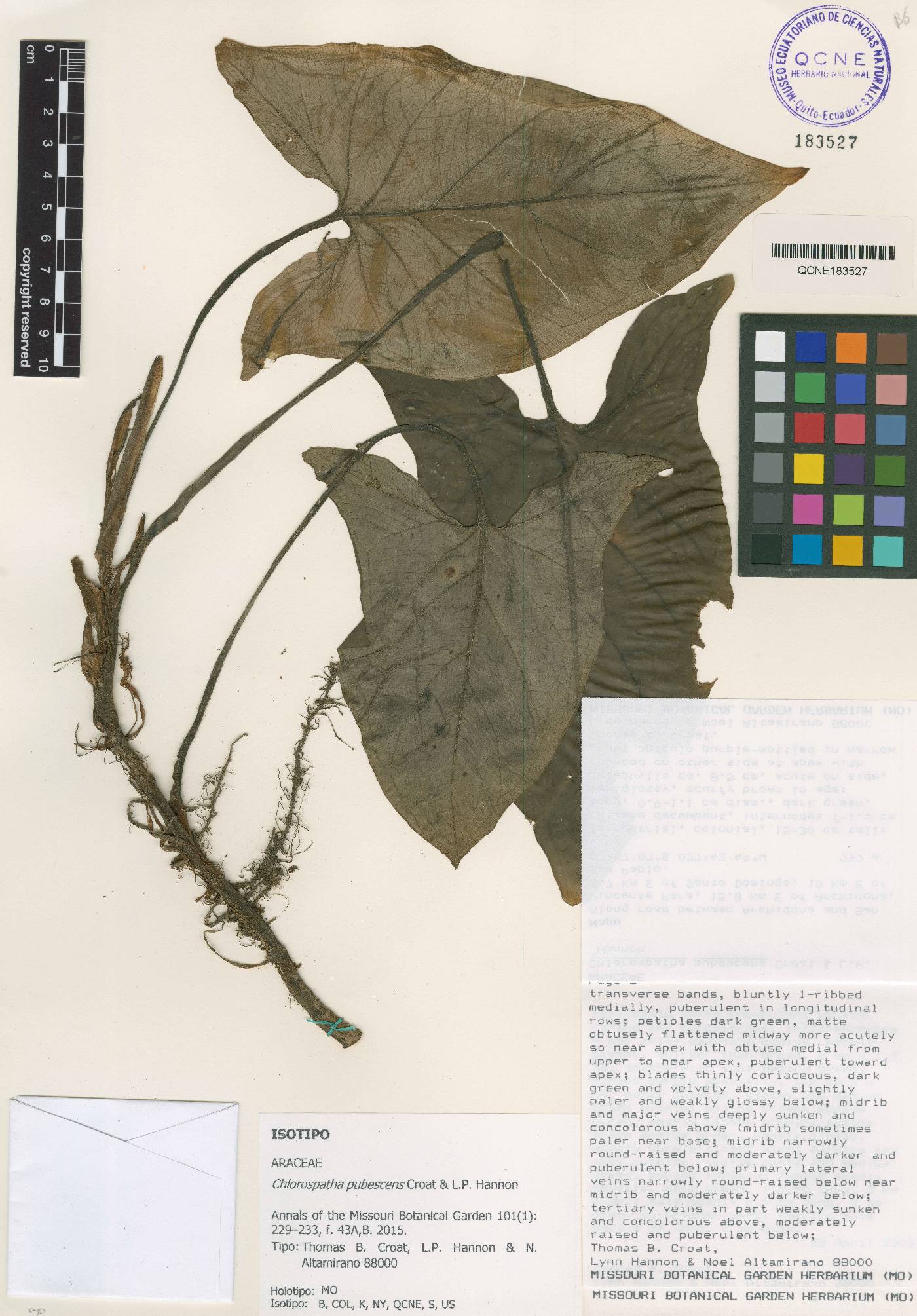 Chlorospatha pubescens image