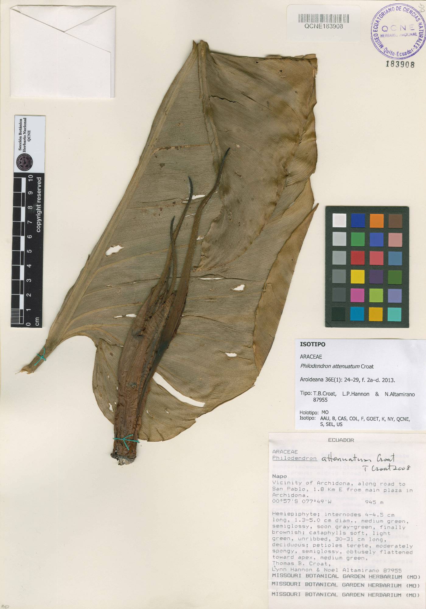 Philodendron attenuatum image