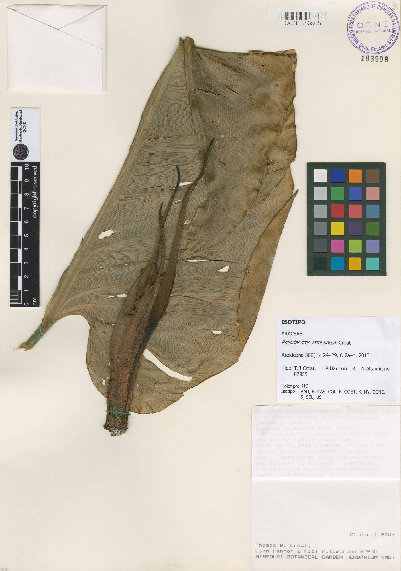 Philodendron attenuatum image