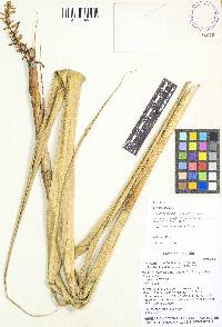 Pitcairnia goudae image