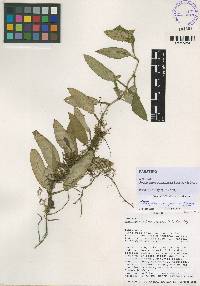 Rhodospatha brachypoda image