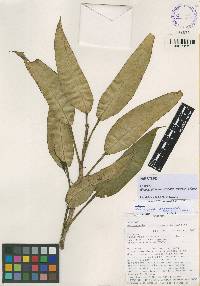 Image of Rhodospatha brachypoda