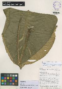 Rhodospatha brachypoda image