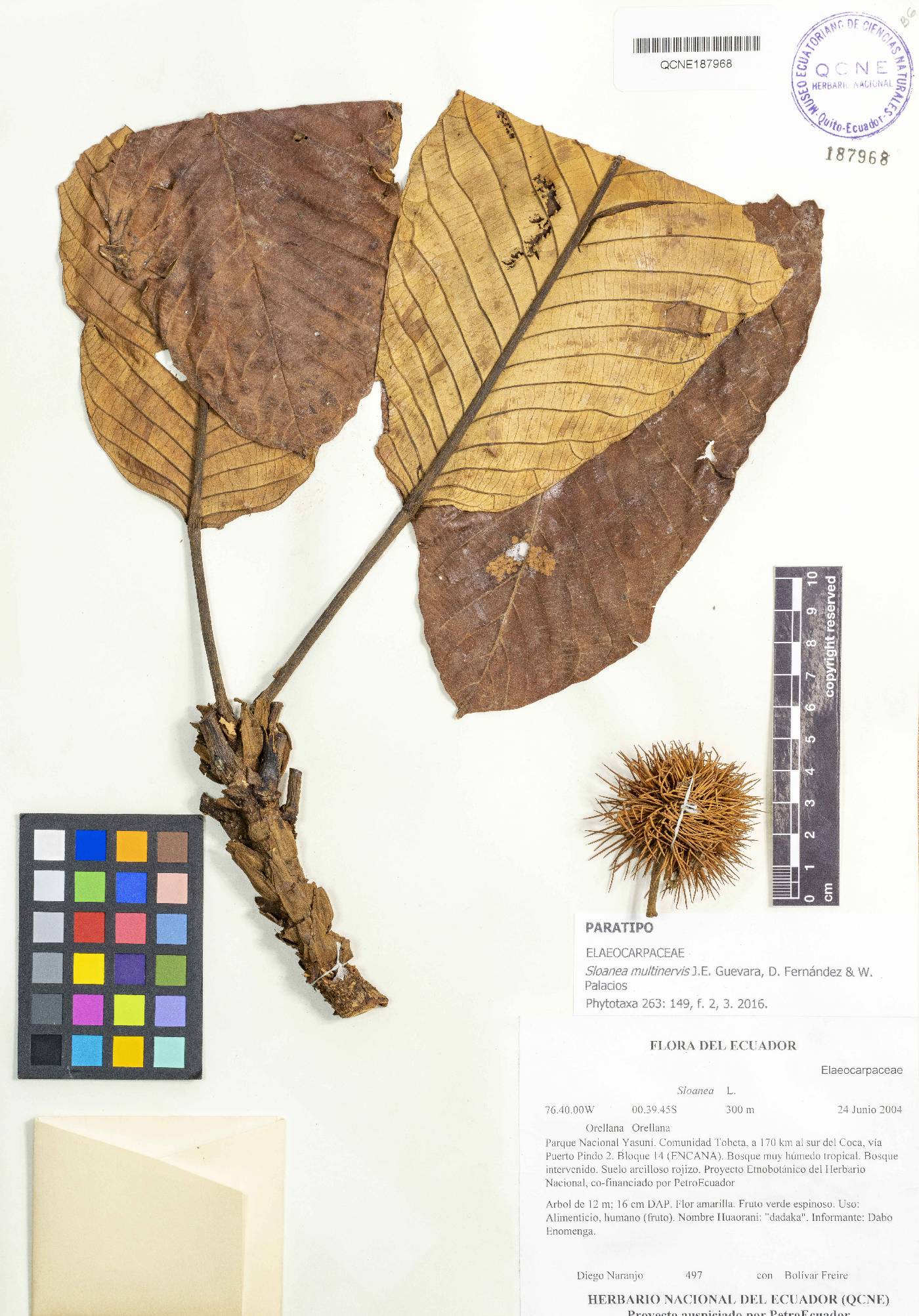 Sloanea multinervis image