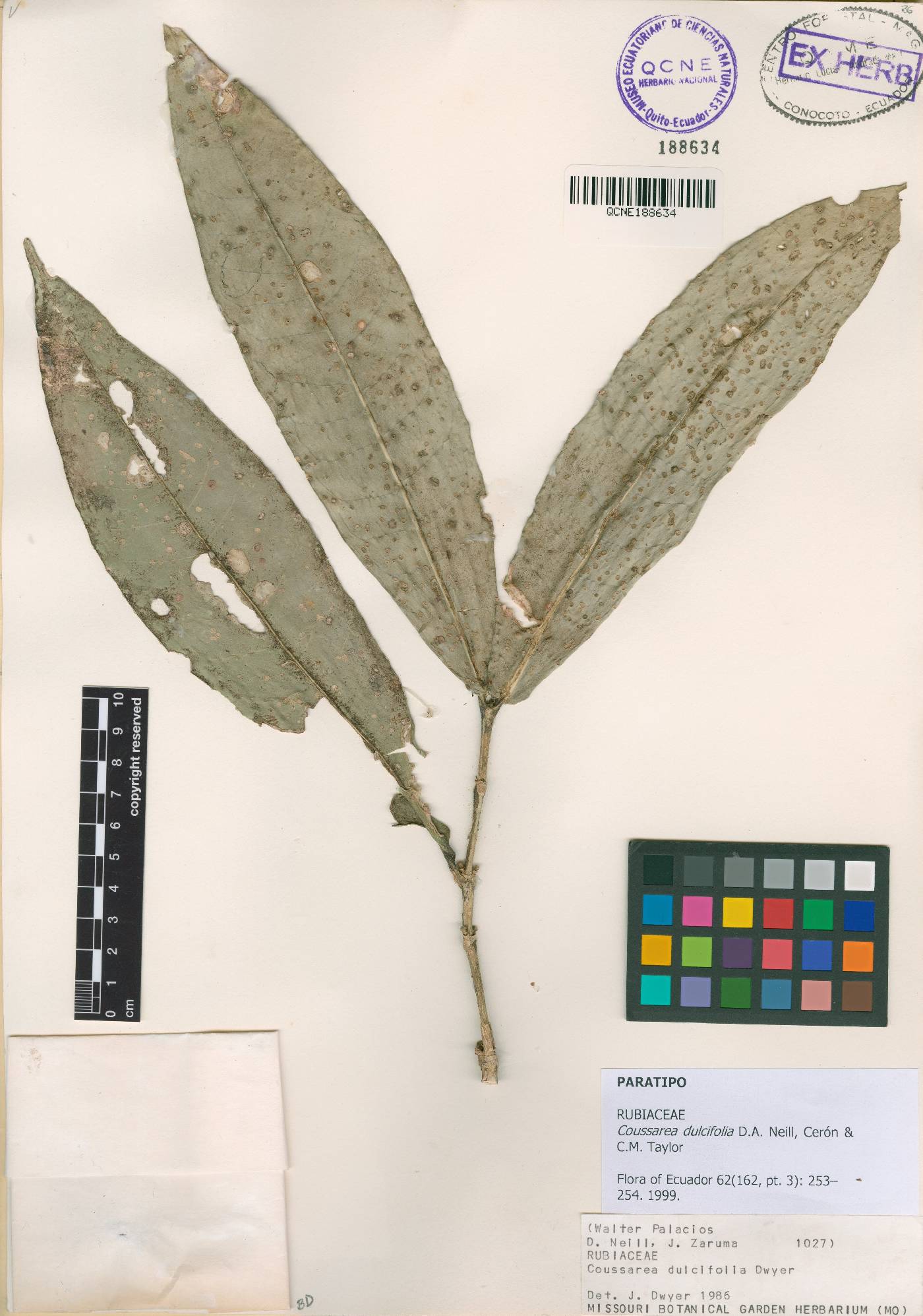 Coussarea dulcifolia image