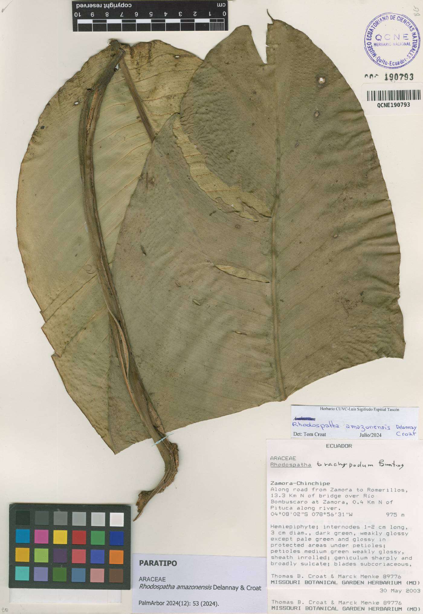 Rhodospatha image