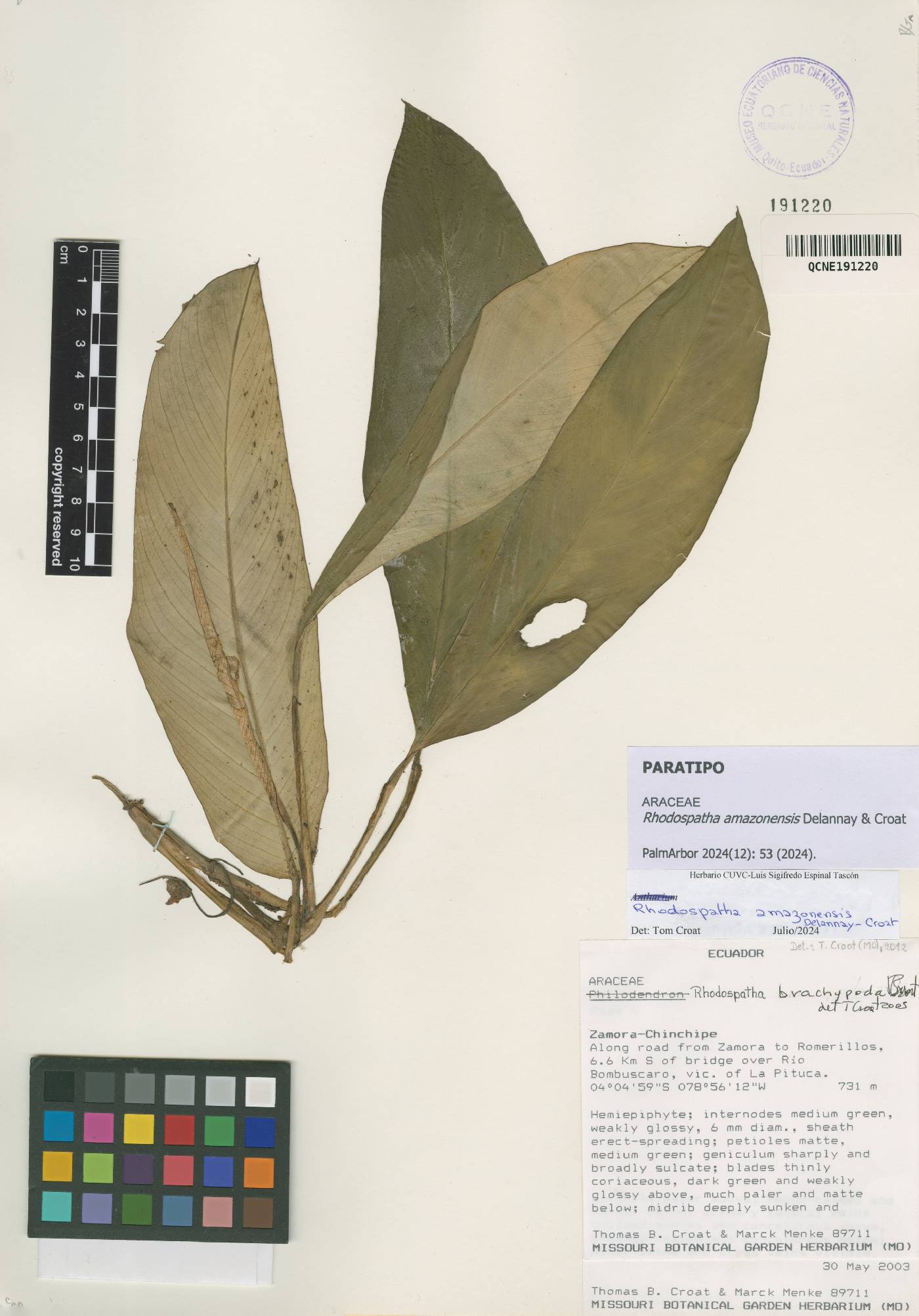 Rhodospatha amazonensis image