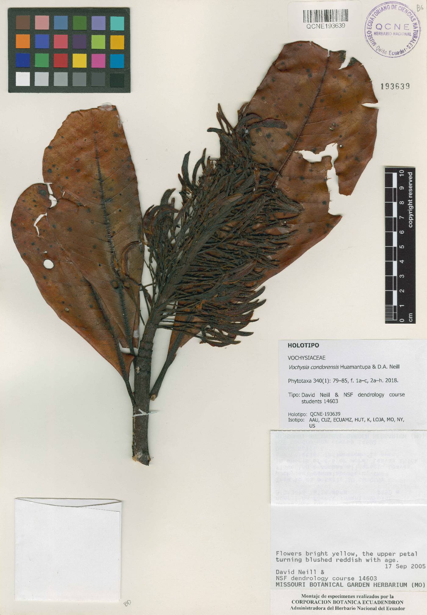 Vochysia condorensis image