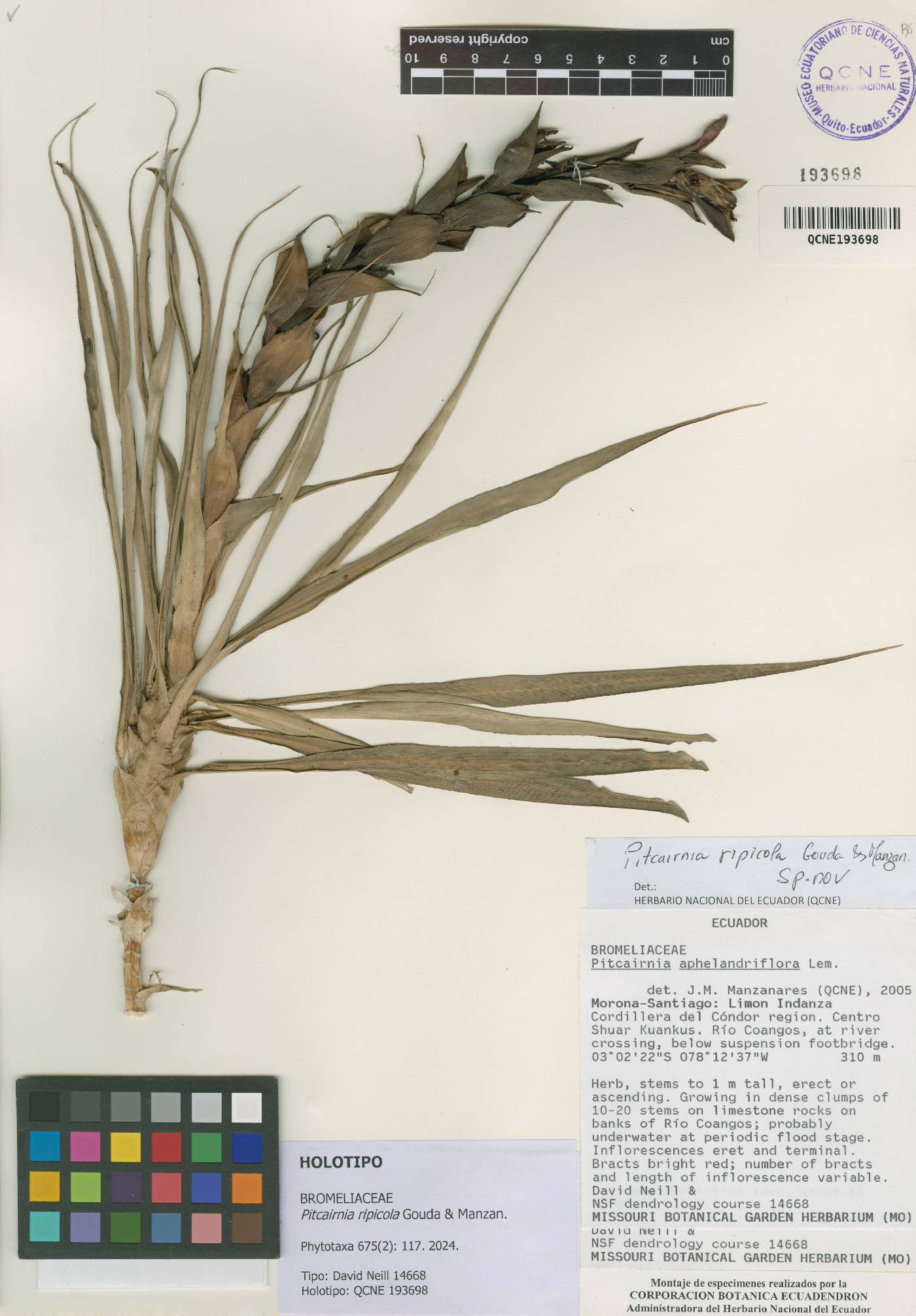 Pitcairnia ripicola image