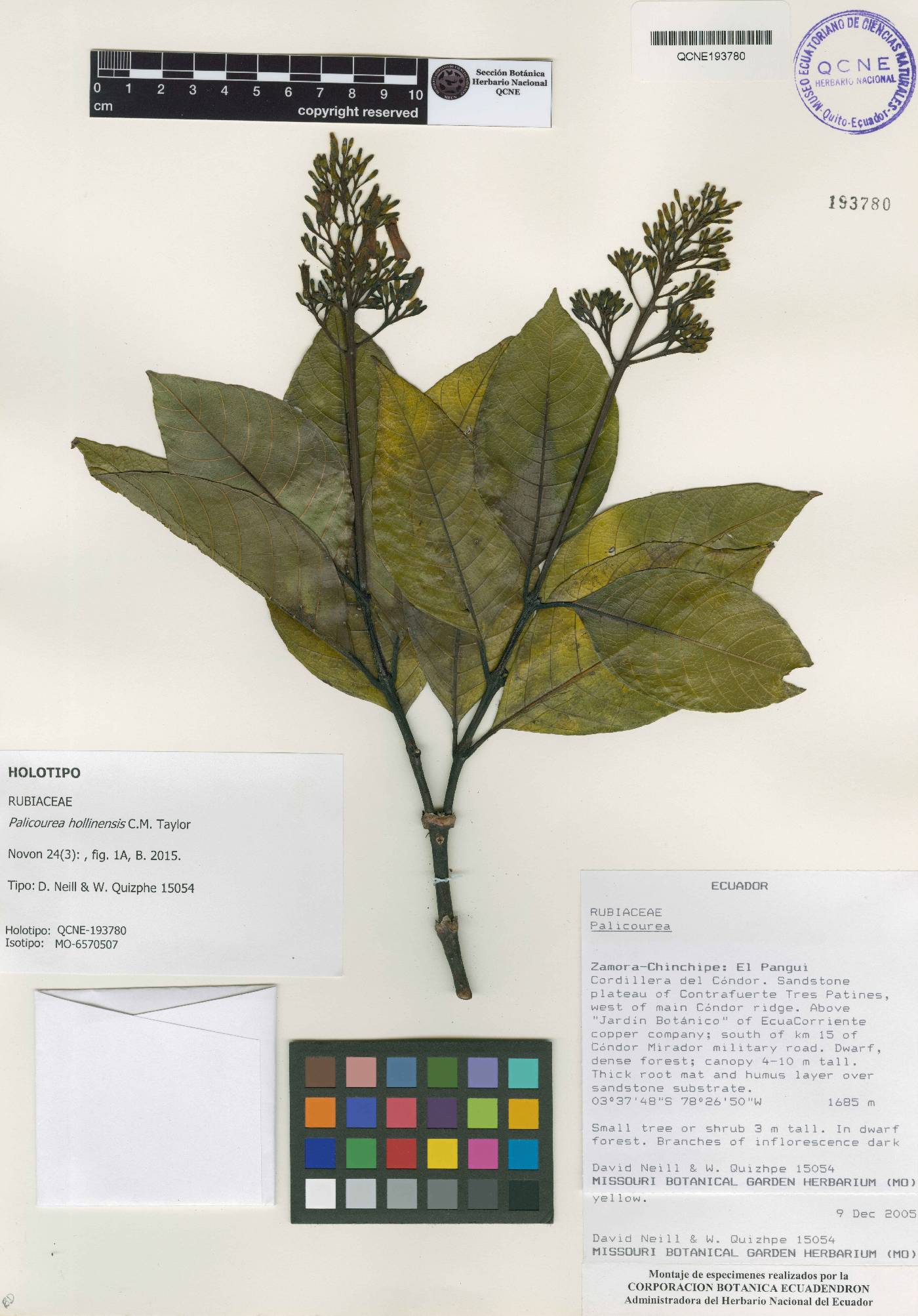 Palicourea hollinensis image