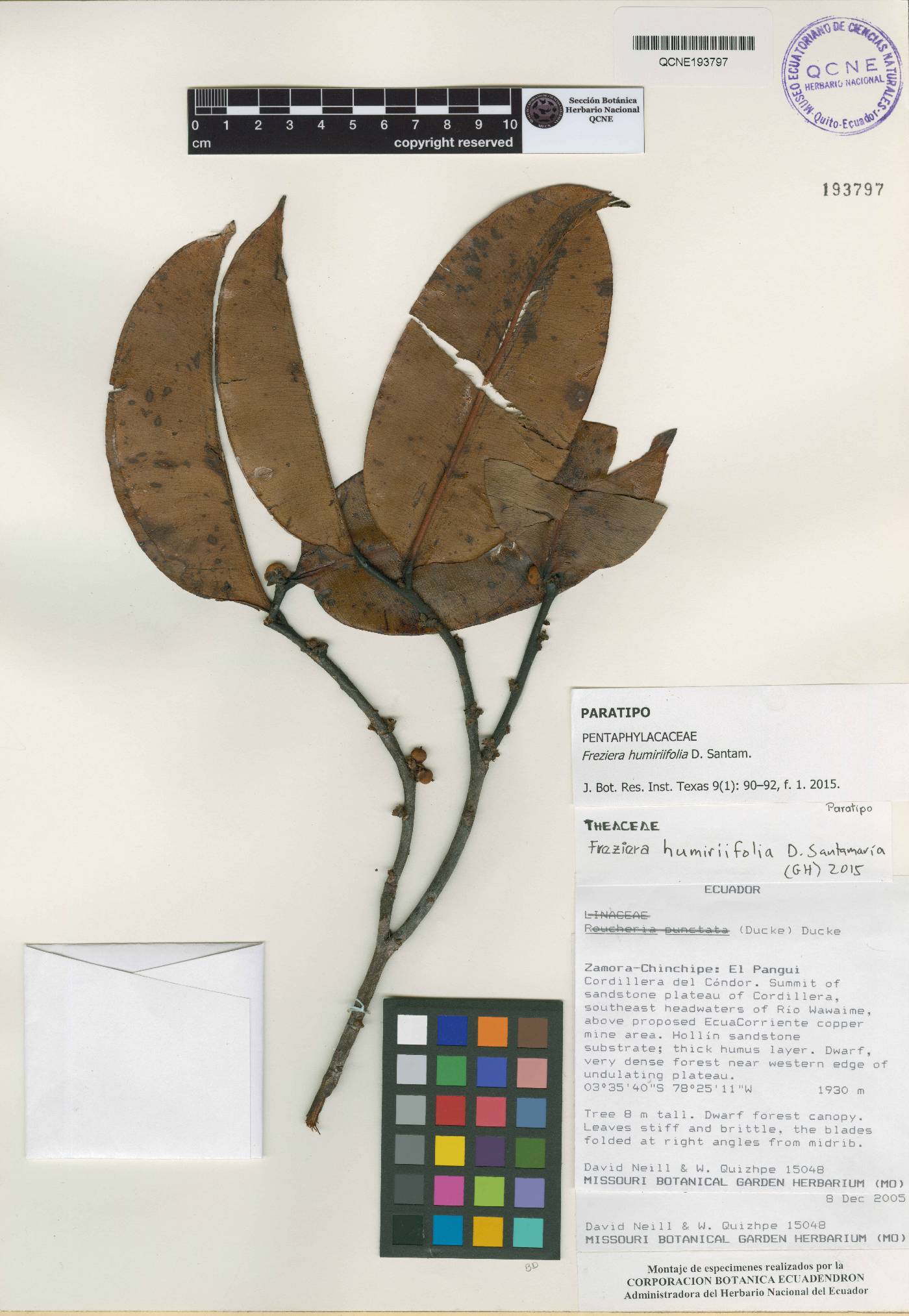 Freziera humiriifolia image
