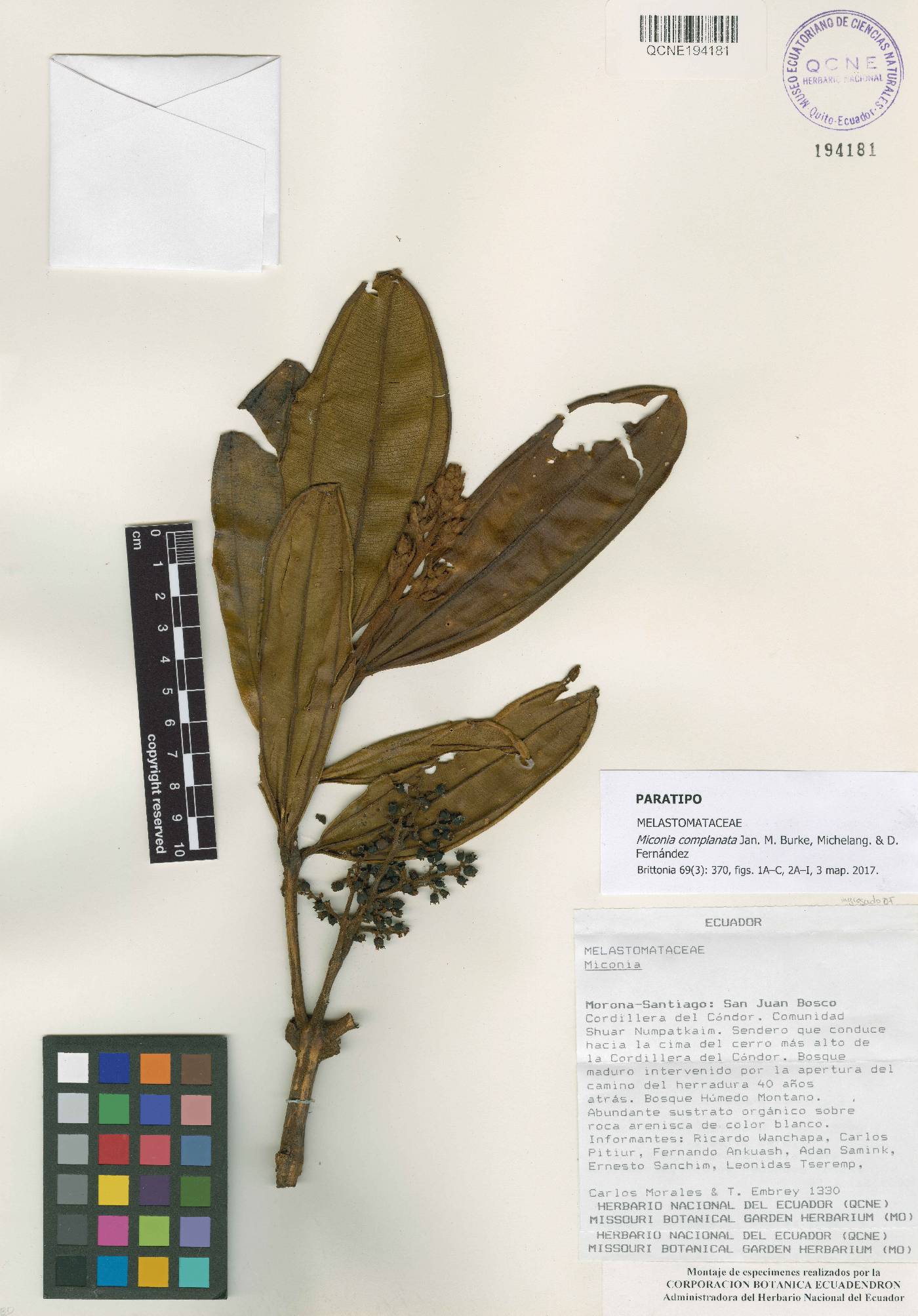 Miconia complanata image