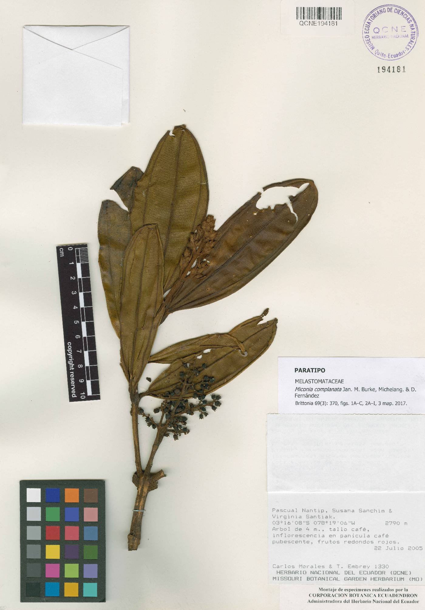 Miconia complanata image