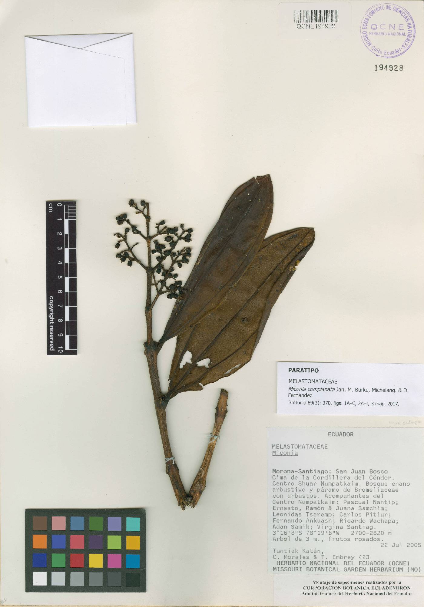 Miconia complanata image
