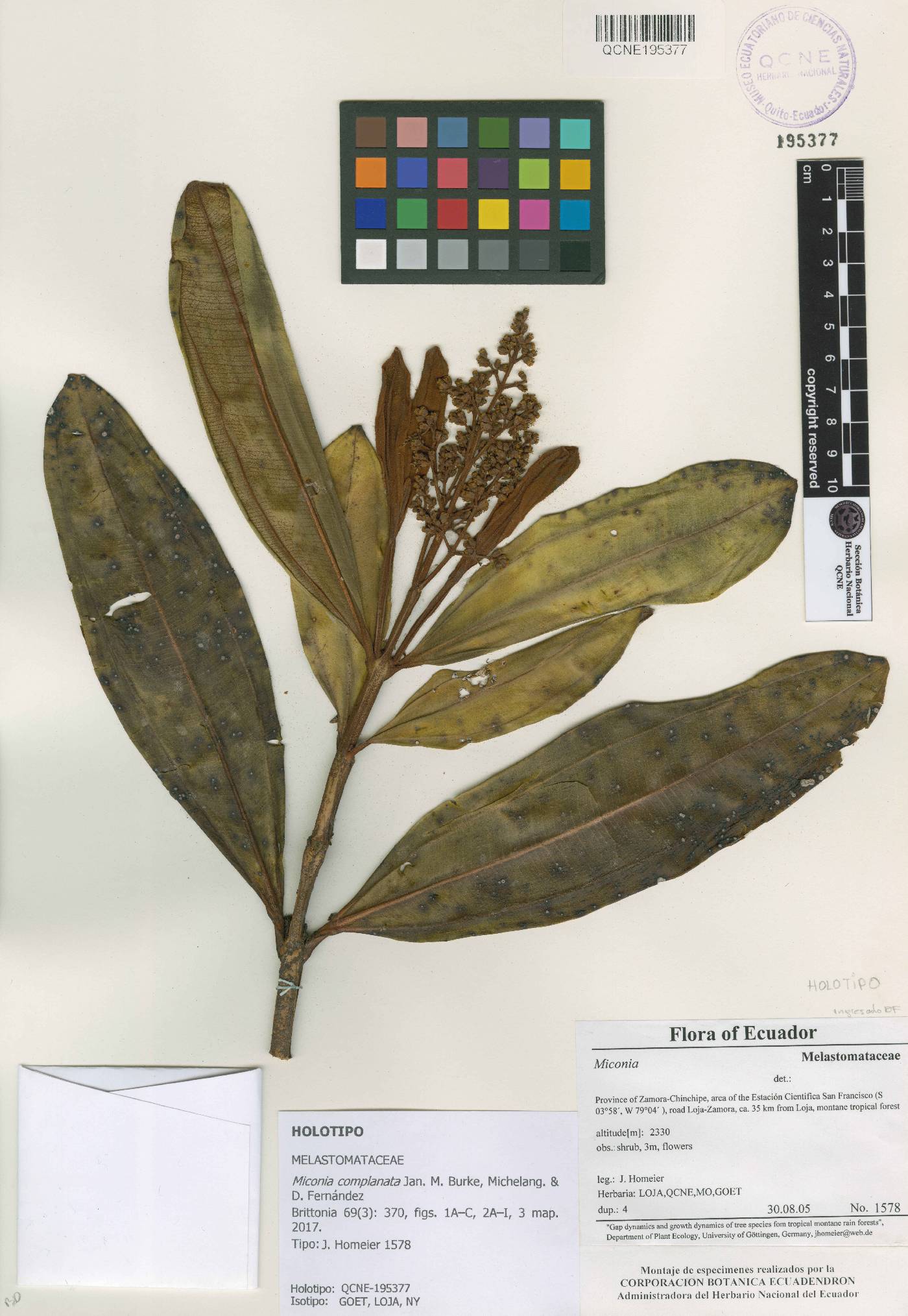 Miconia complanata image