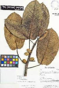 Ficus banosensis image