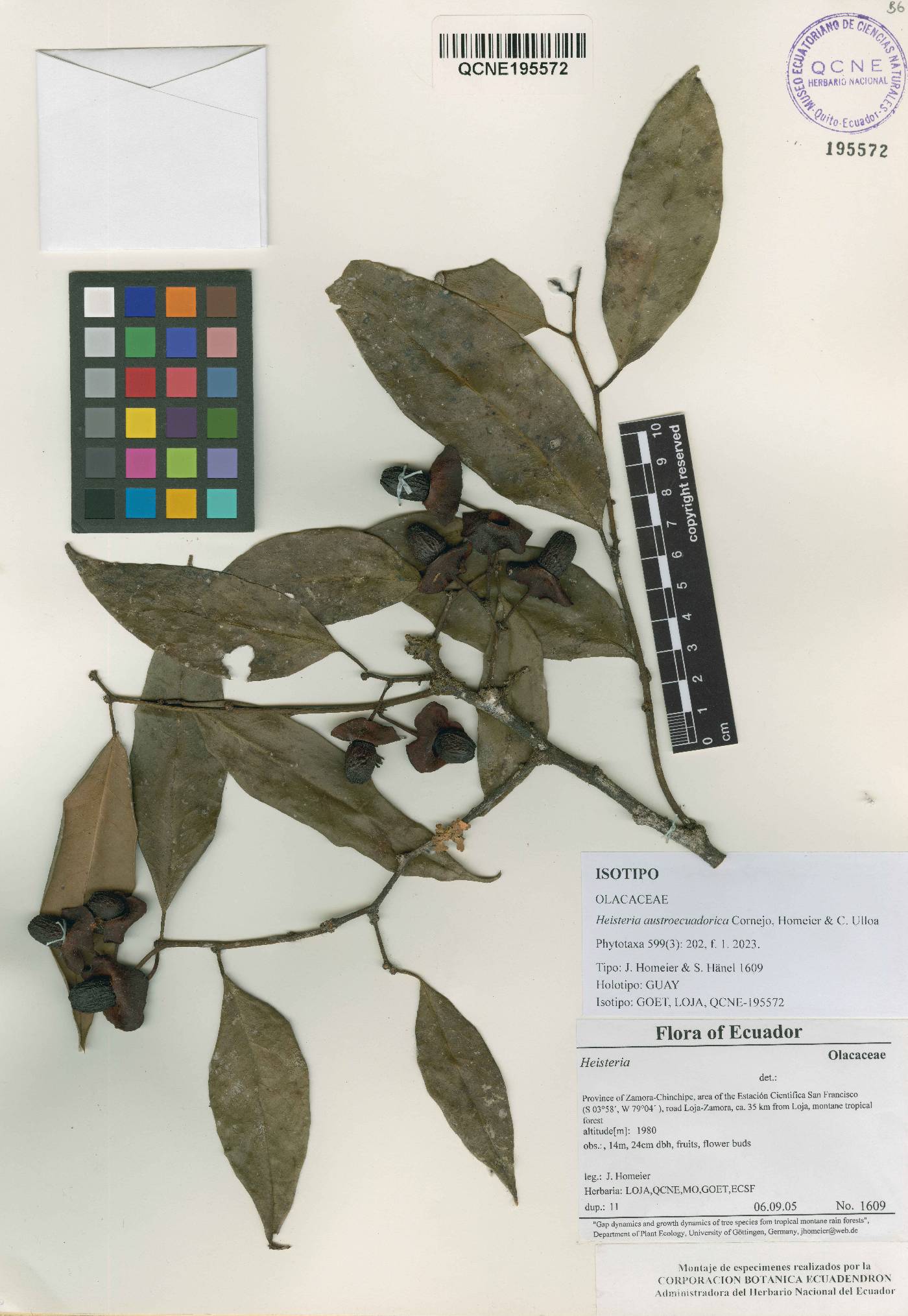 Heisteria austroecuadorica image