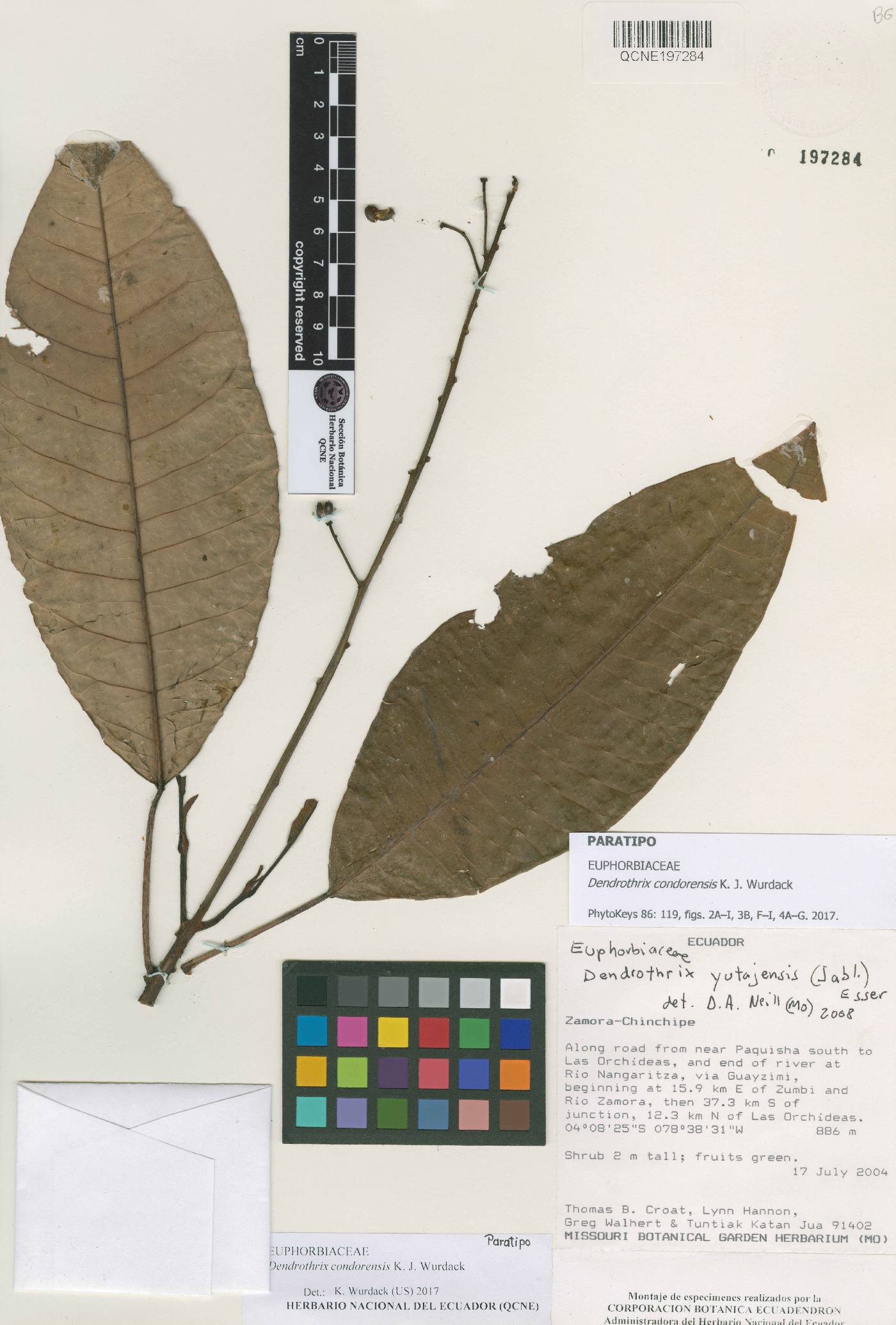 Dendrothrix condorensis image