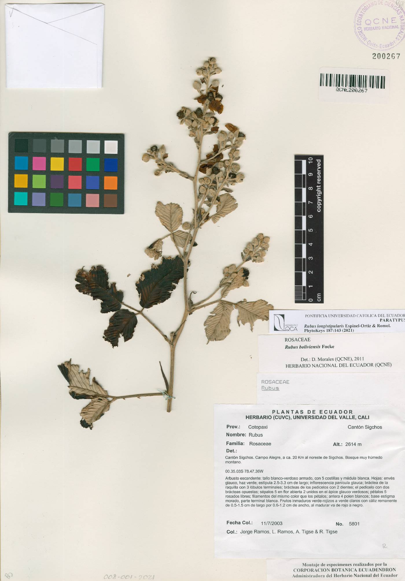 Rubus longistipularis image