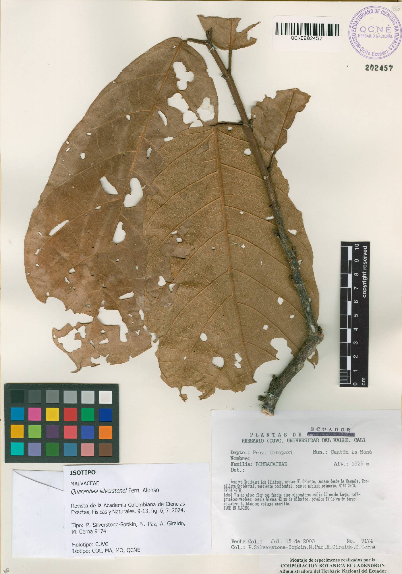 Matisia grandifolia image