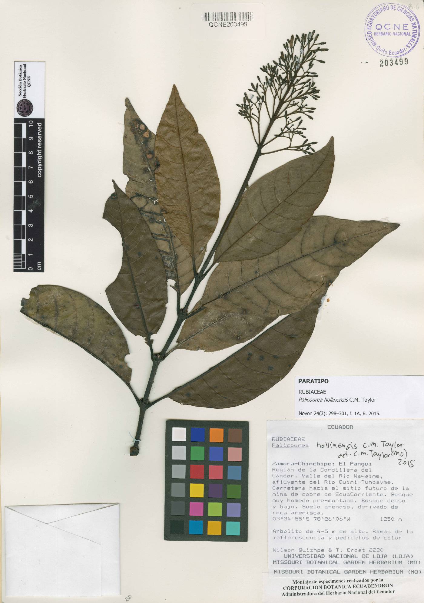 Palicourea hollinensis image