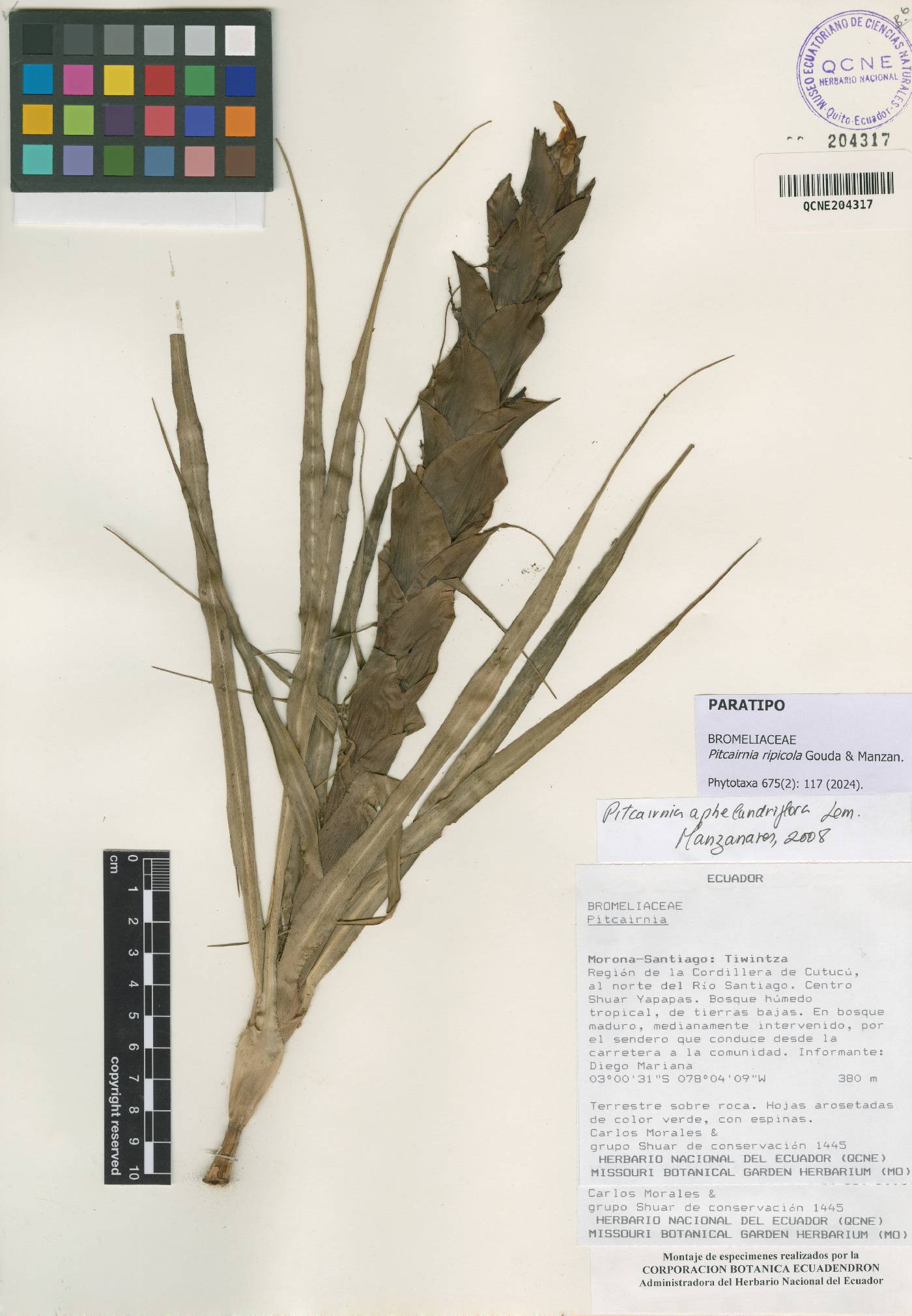 Pitcairnia ripicola image