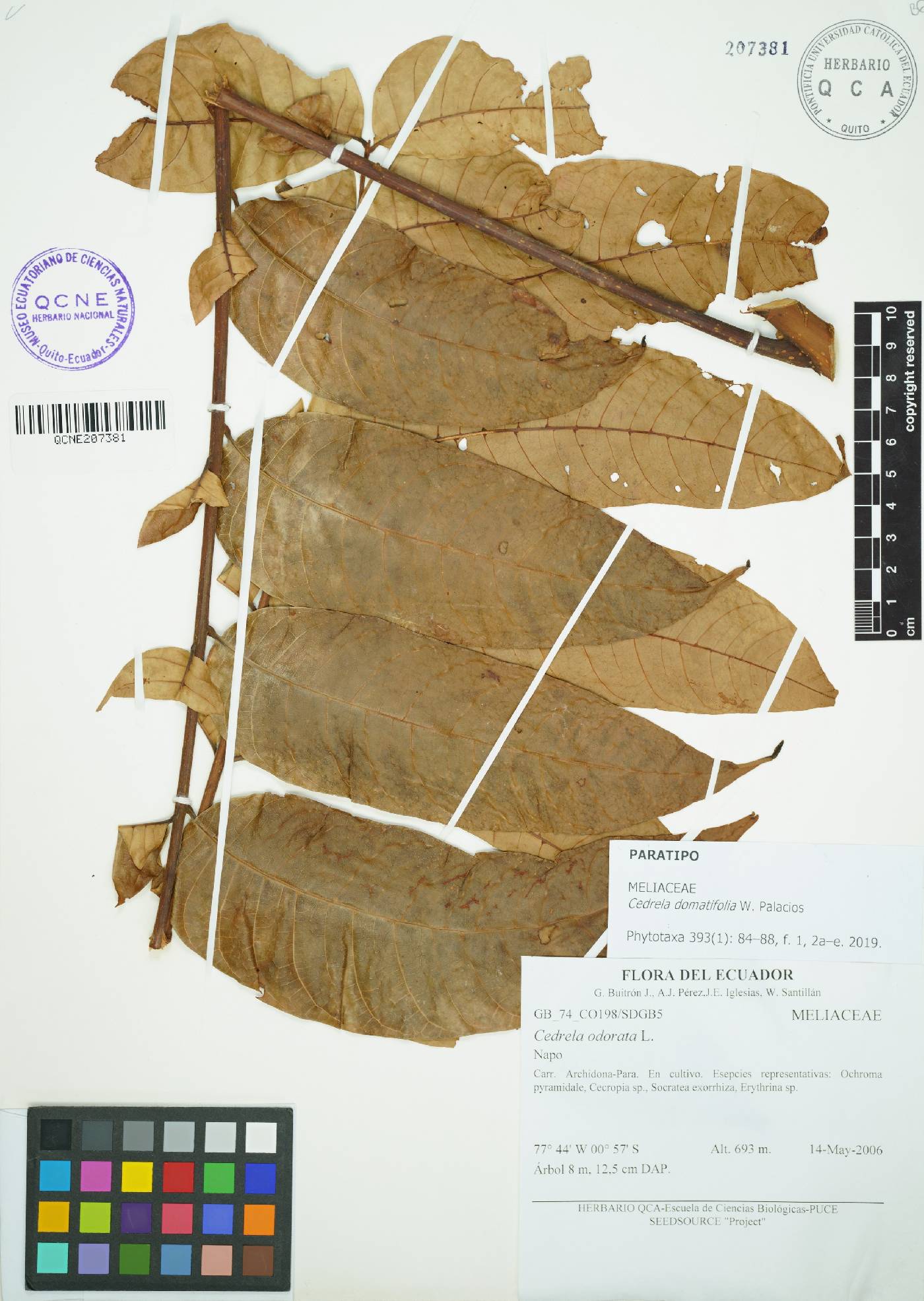 Cedrela domatifolia image