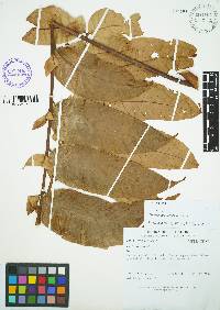 Cedrela domatifolia image