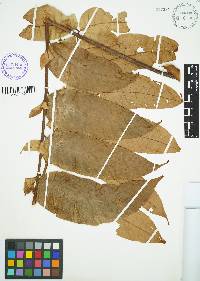 Cedrela domatifolia image