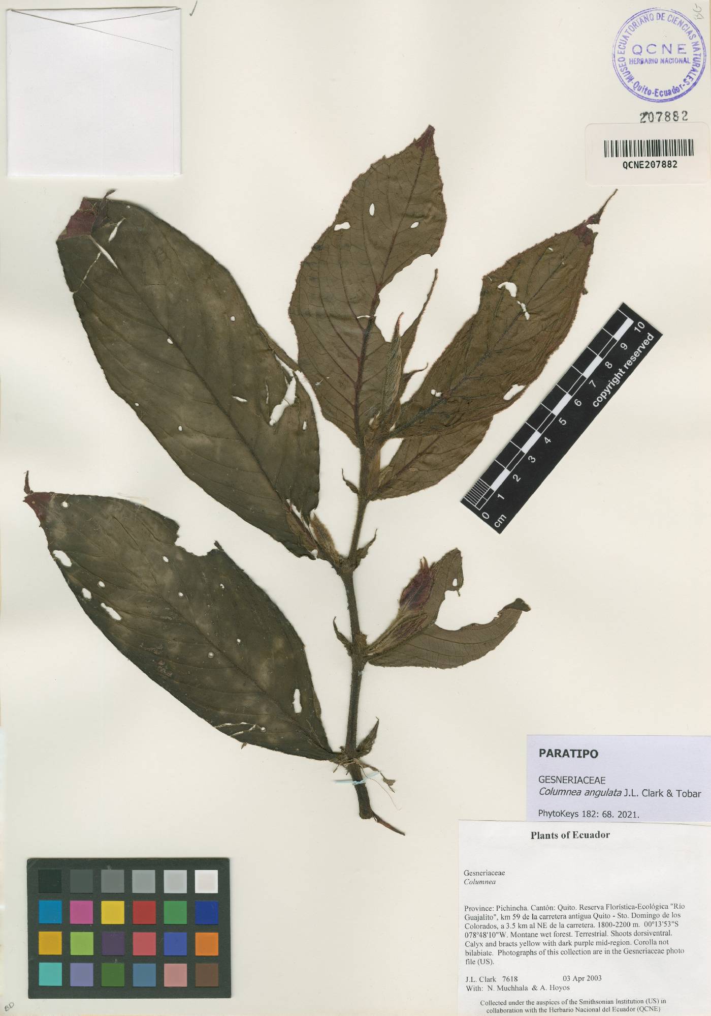 Columnea angulata image