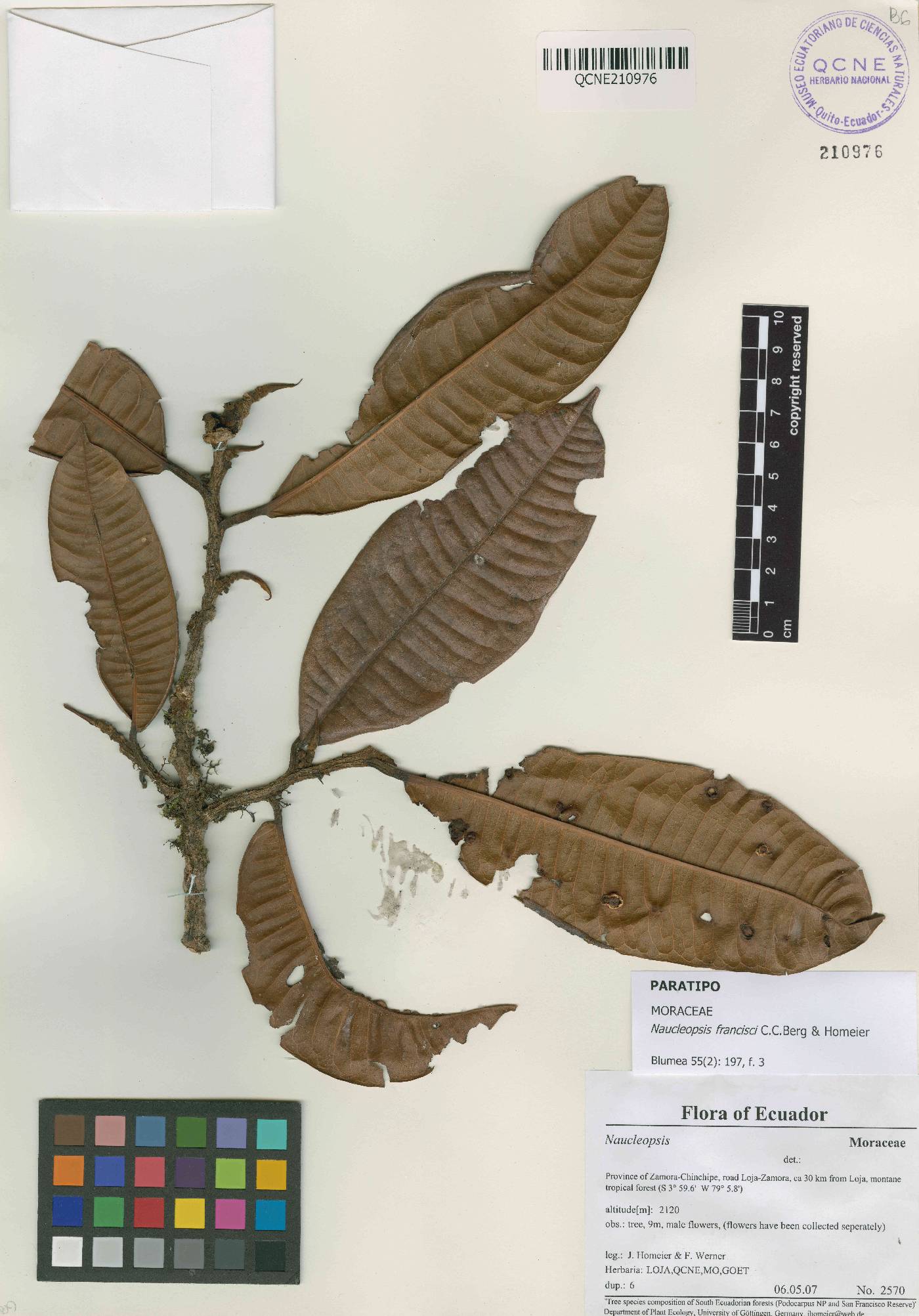 Naucleopsis francisci image