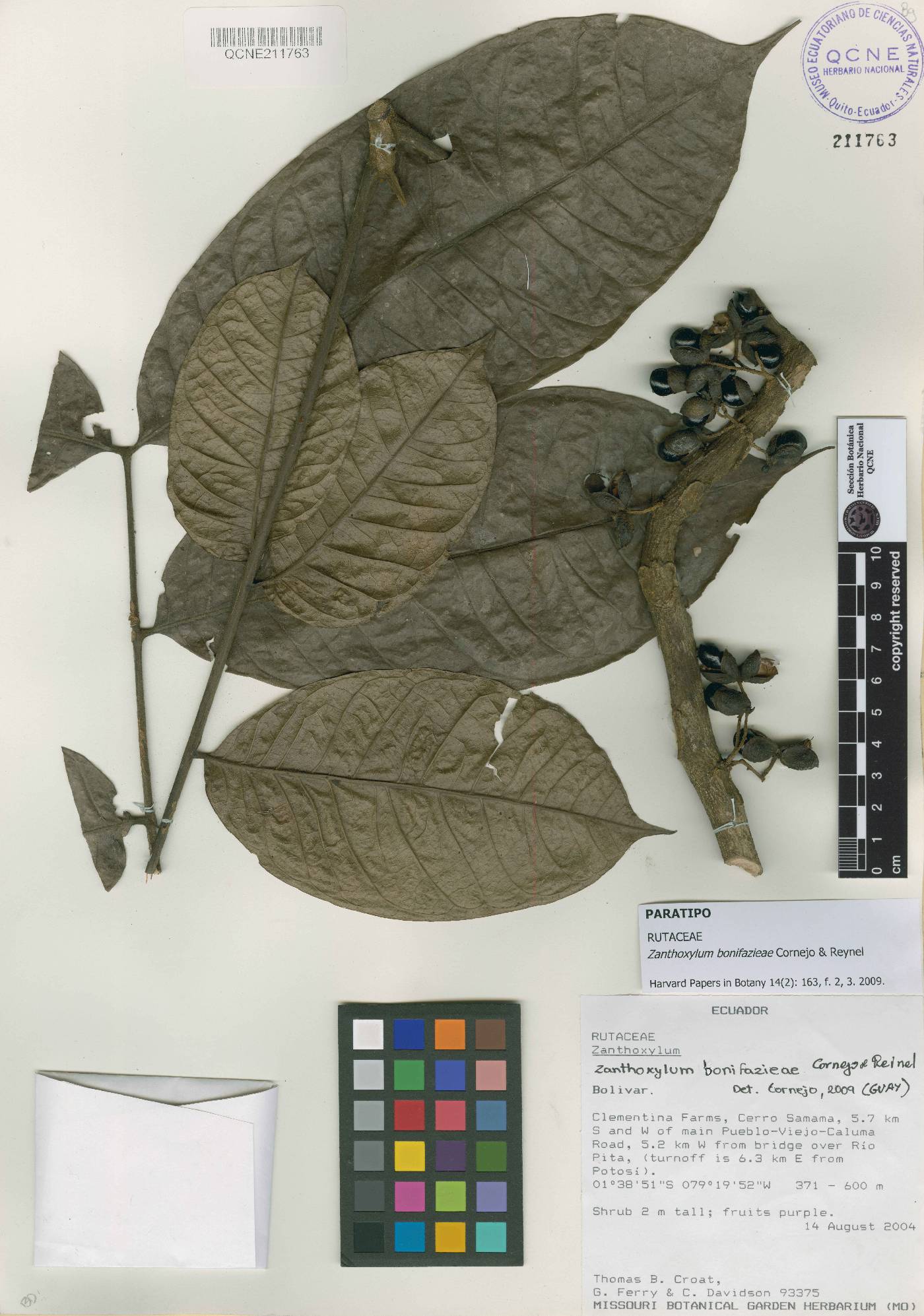 Zanthoxylum bonifazieae image