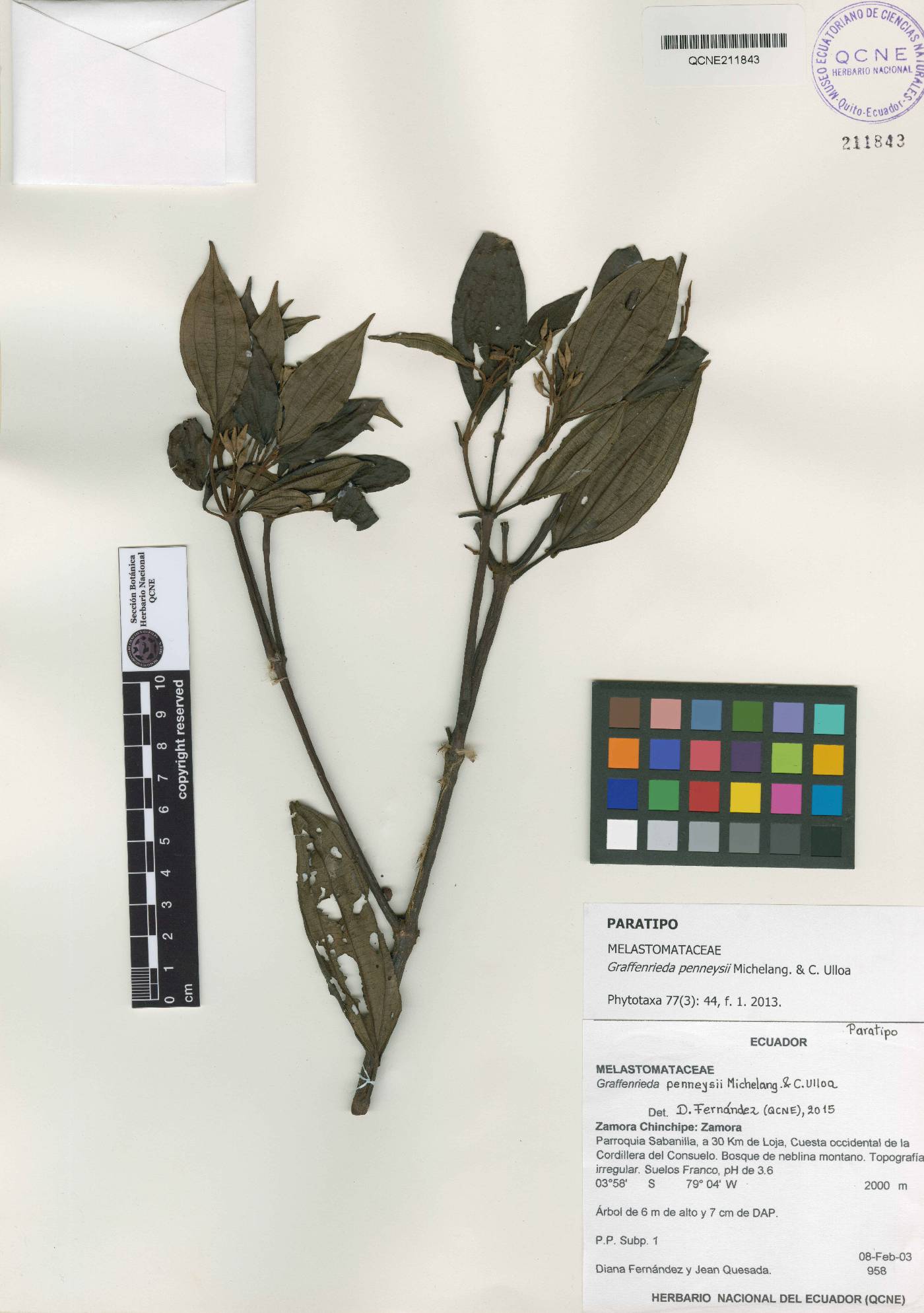 Graffenrieda penneysii image