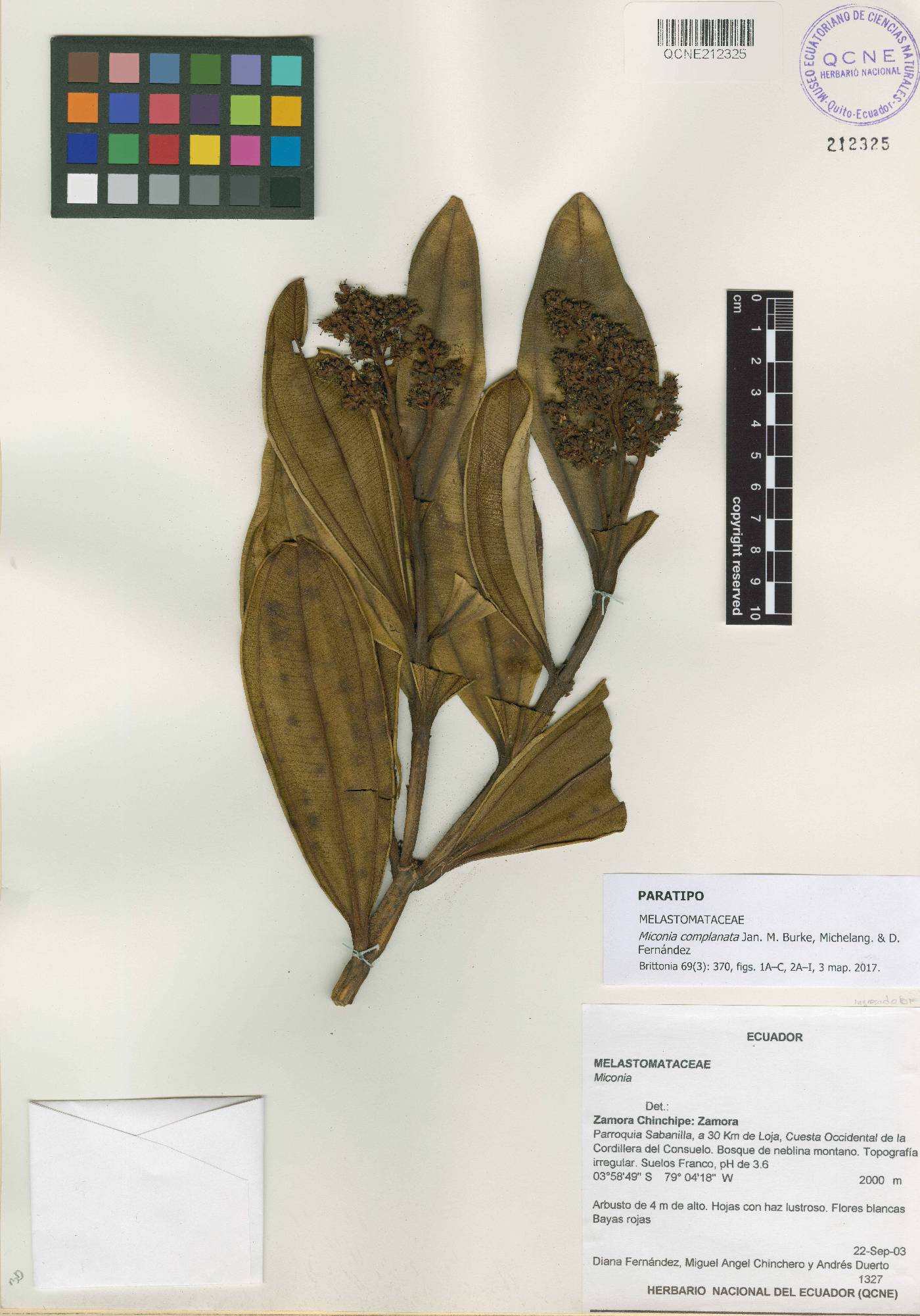 Miconia complanata image