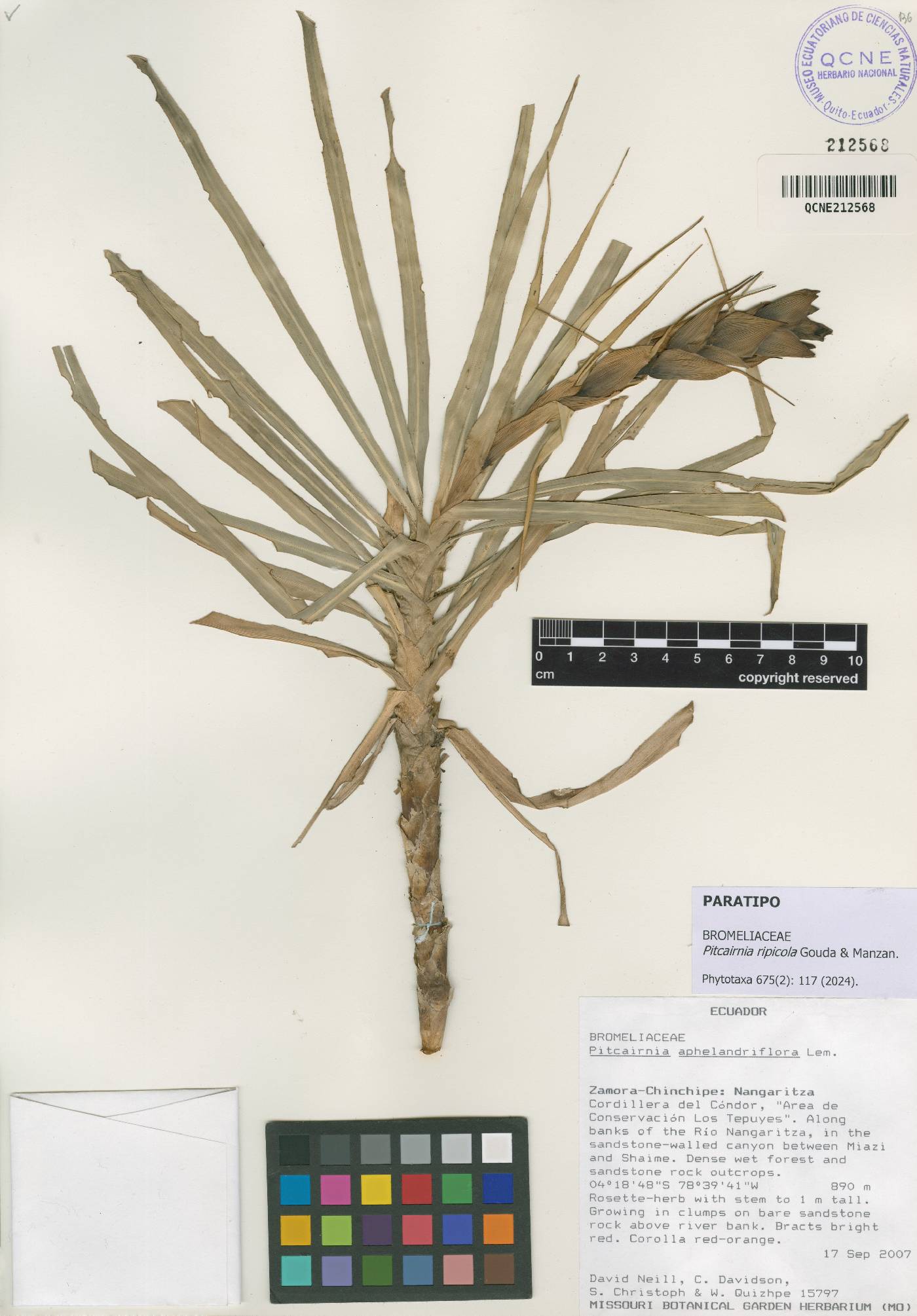 Pitcairnia ripicola image