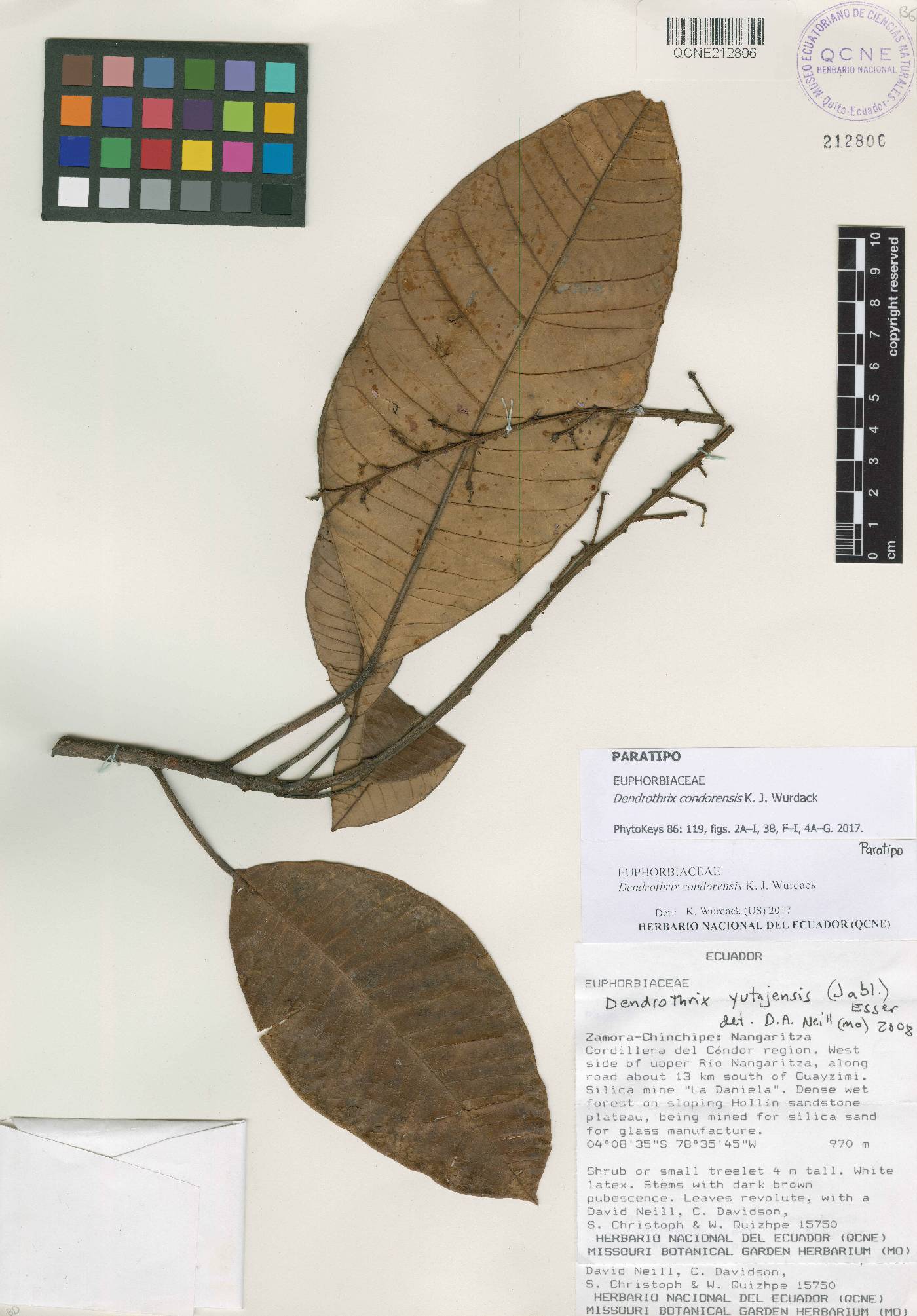 Dendrothrix condorensis image