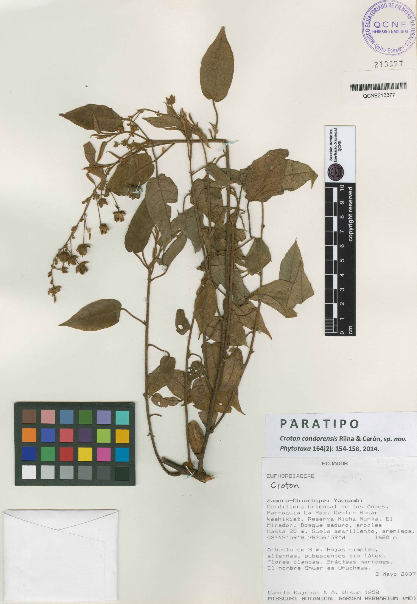 Croton condorensis image