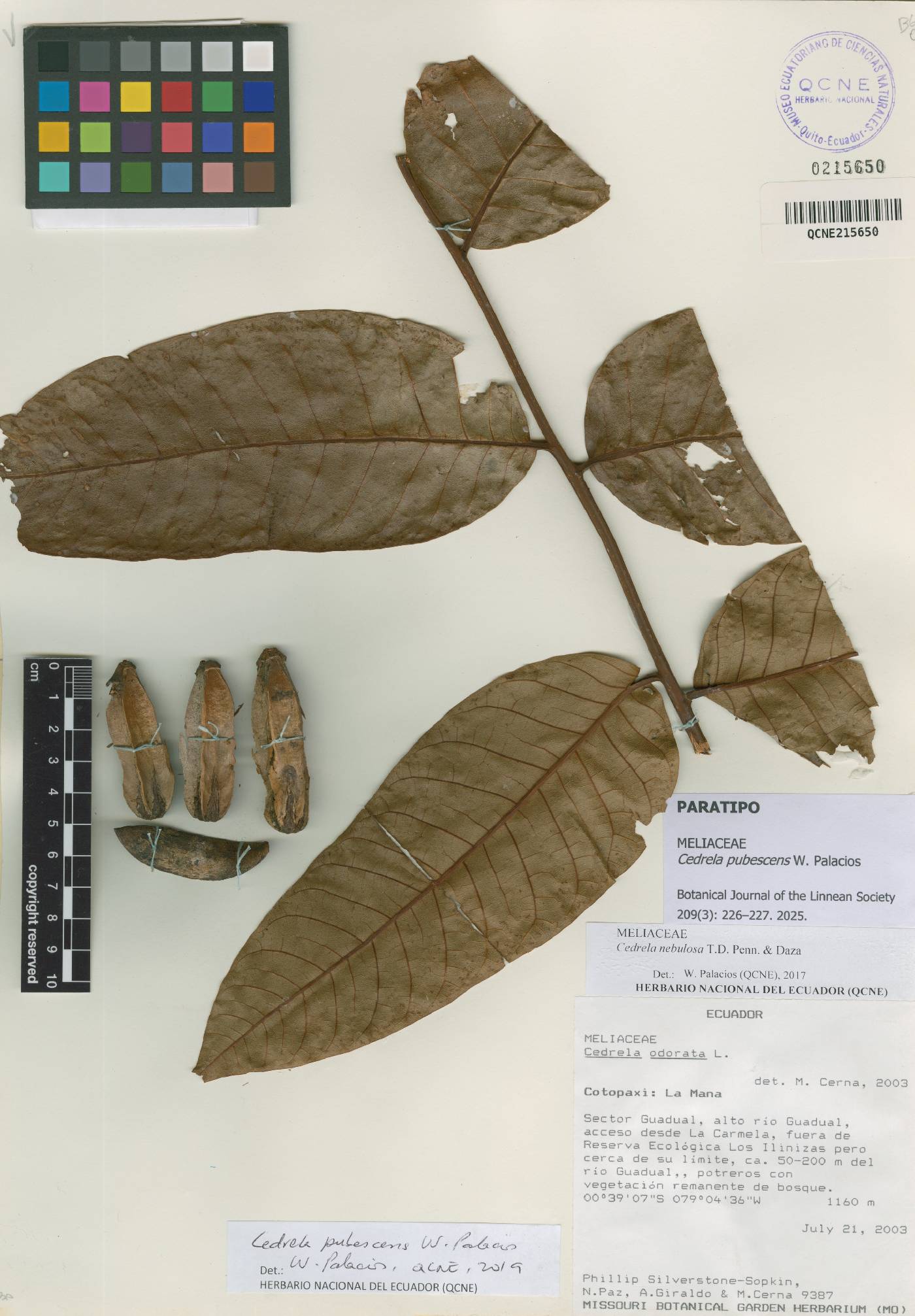 Cedrela nebulosa image