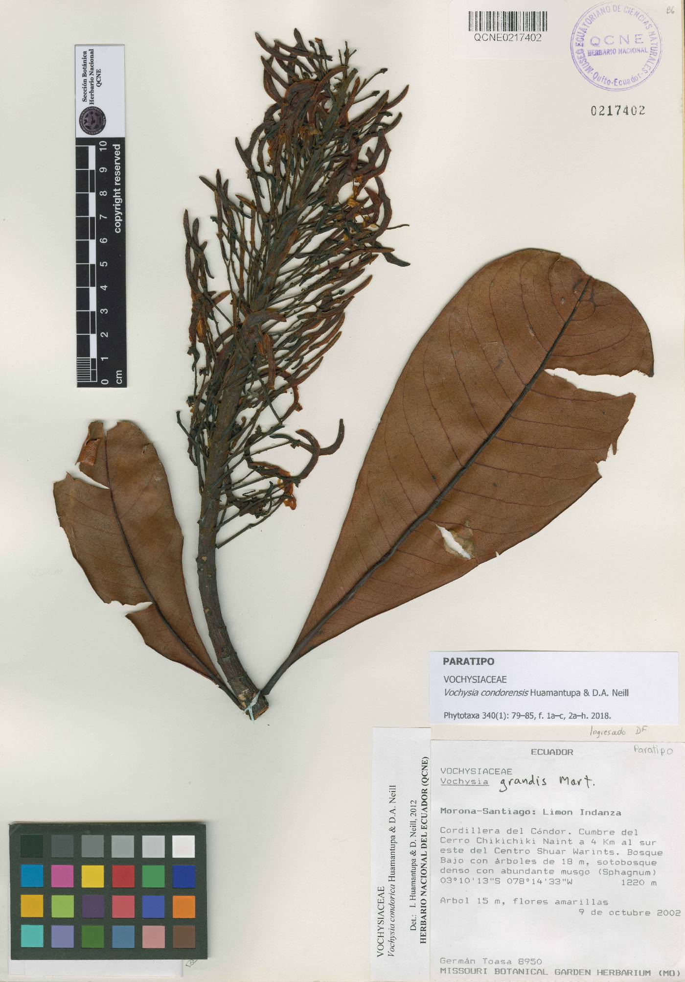 Vochysiaceae image