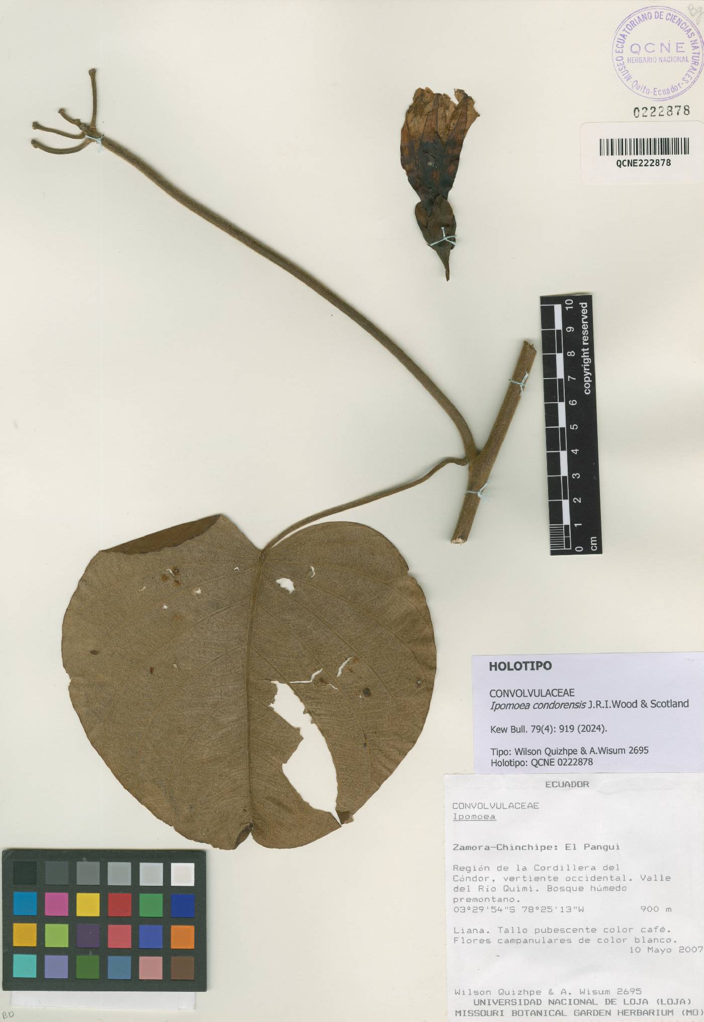 Ipomoea condorensis image