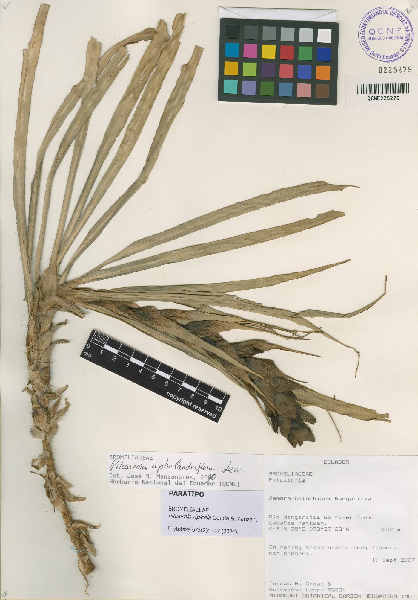Pitcairnia ripicola image