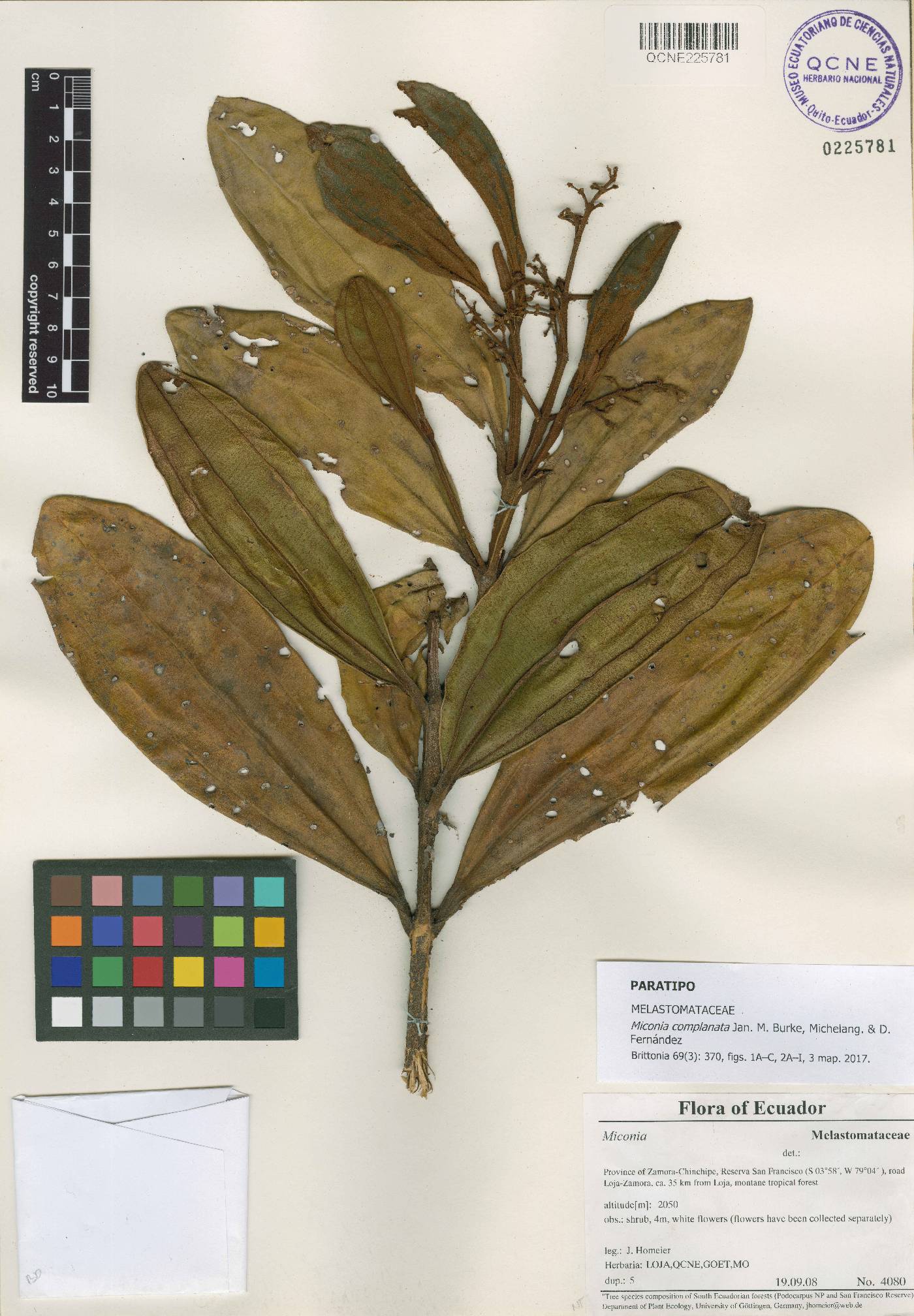 Miconia complanata image