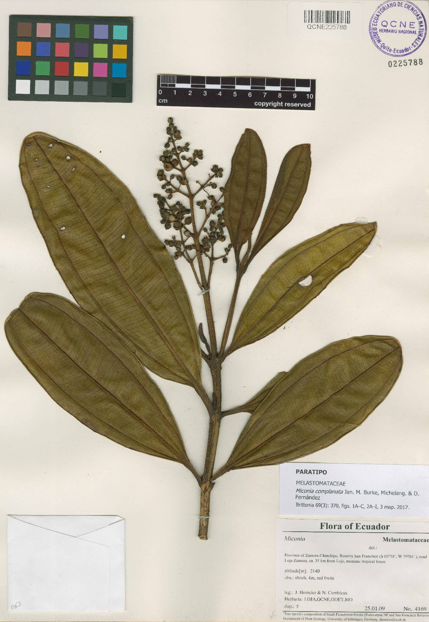 Miconia complanata image