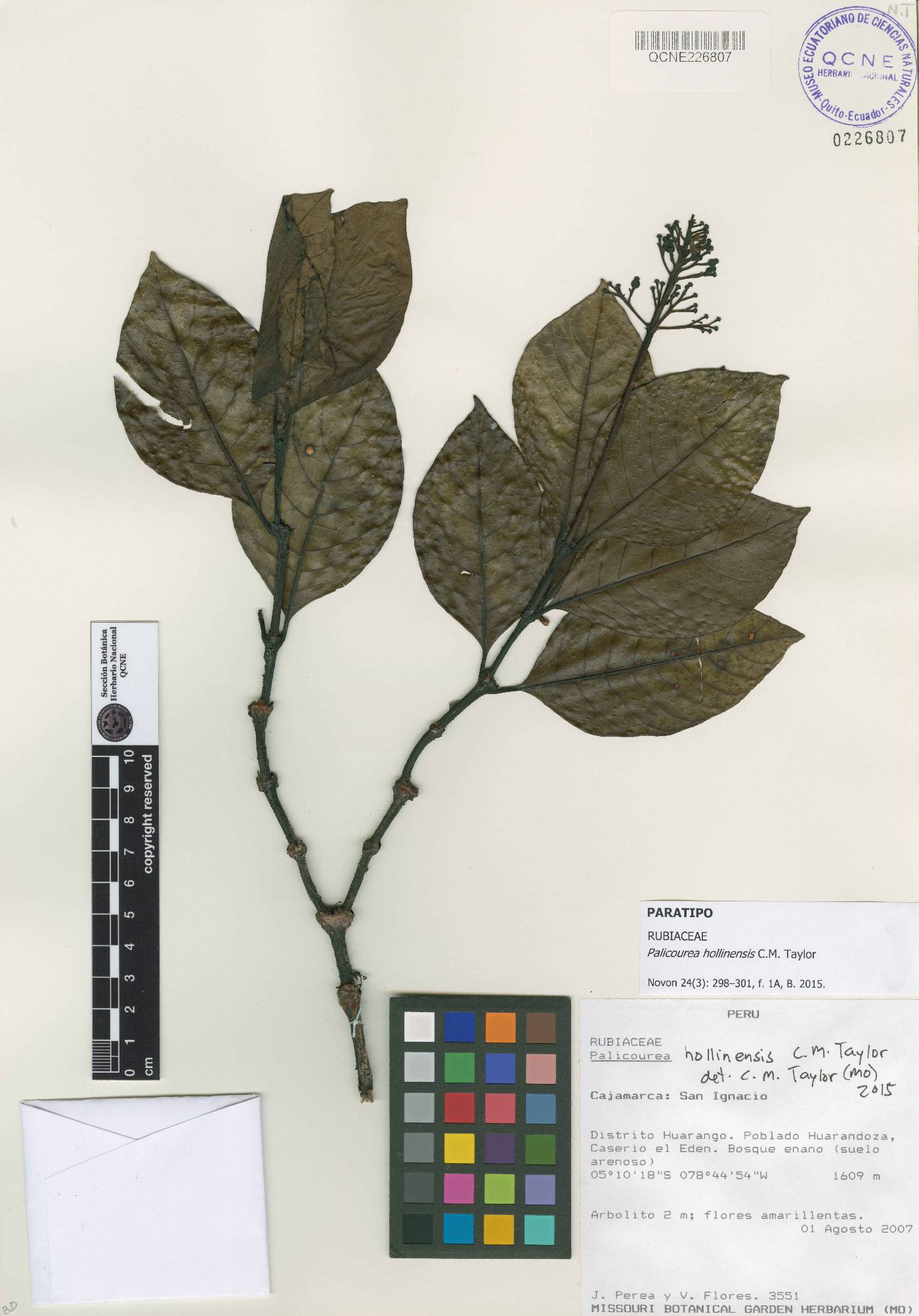 Palicourea hollinensis image